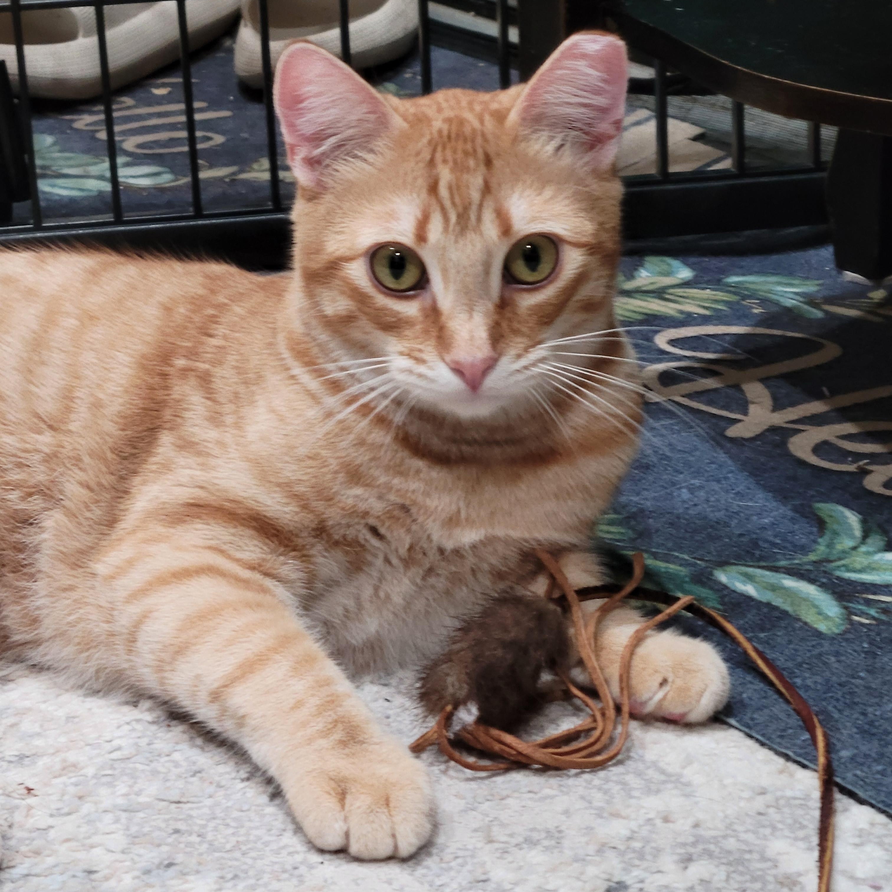 Enlarge Chi-Chi, a Adoptable mixed breed in San Jose, CA image 2/6