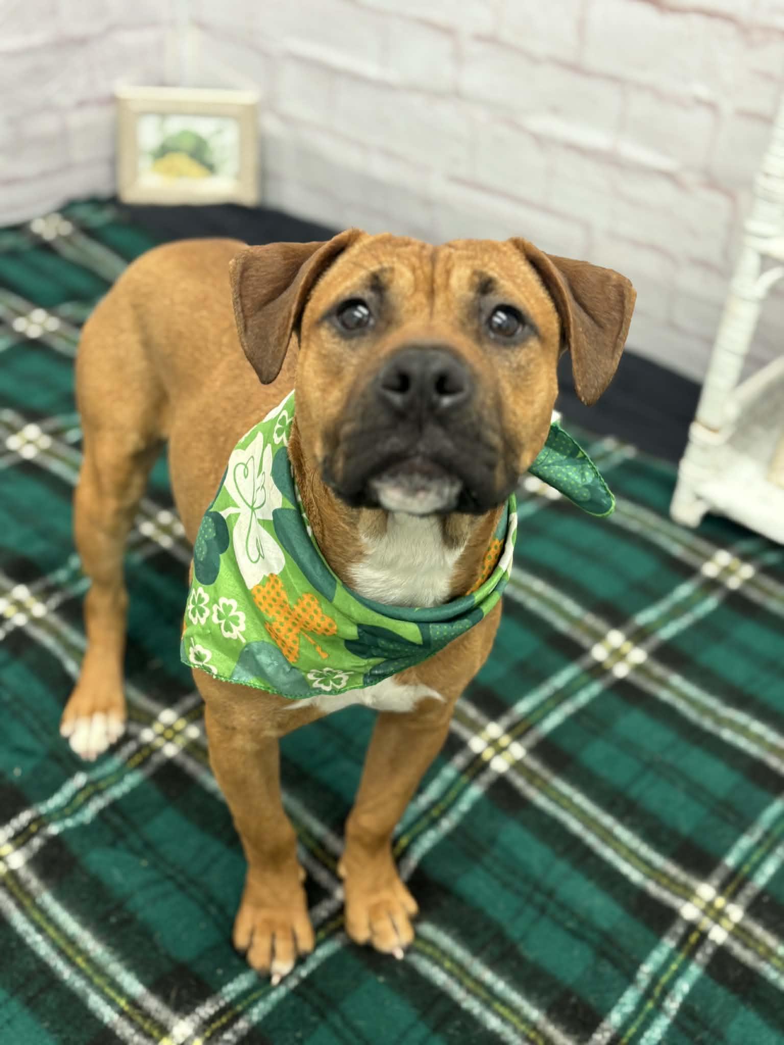 Enlarge Greta, a Adoptable mixed breed in Oxford, MI image 4/6