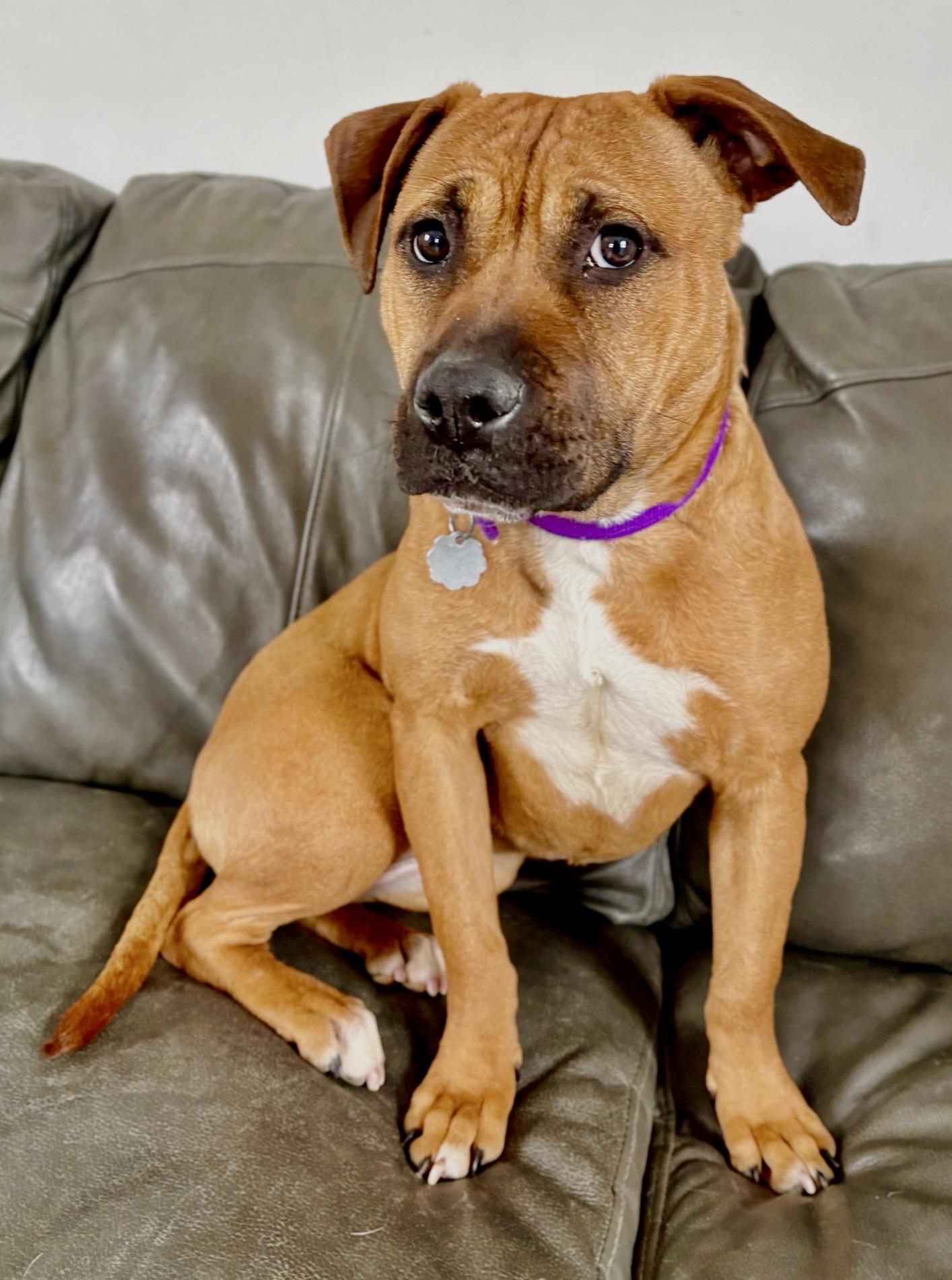 Enlarge Greta, a Adoptable mixed breed in Oxford, MI image 6/6