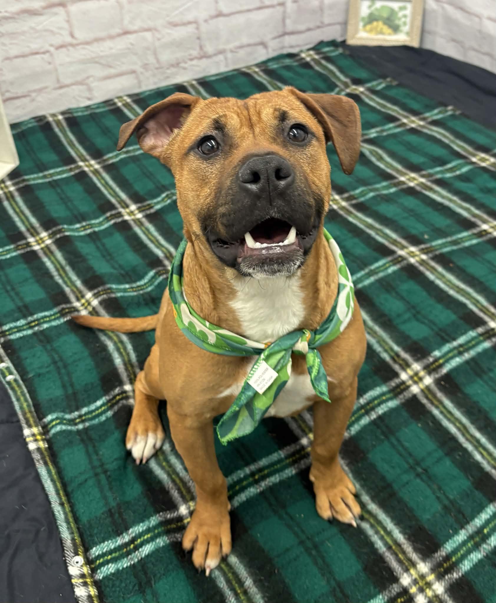 Enlarge Greta, a Adoptable mixed breed in Oxford, MI image 5/6