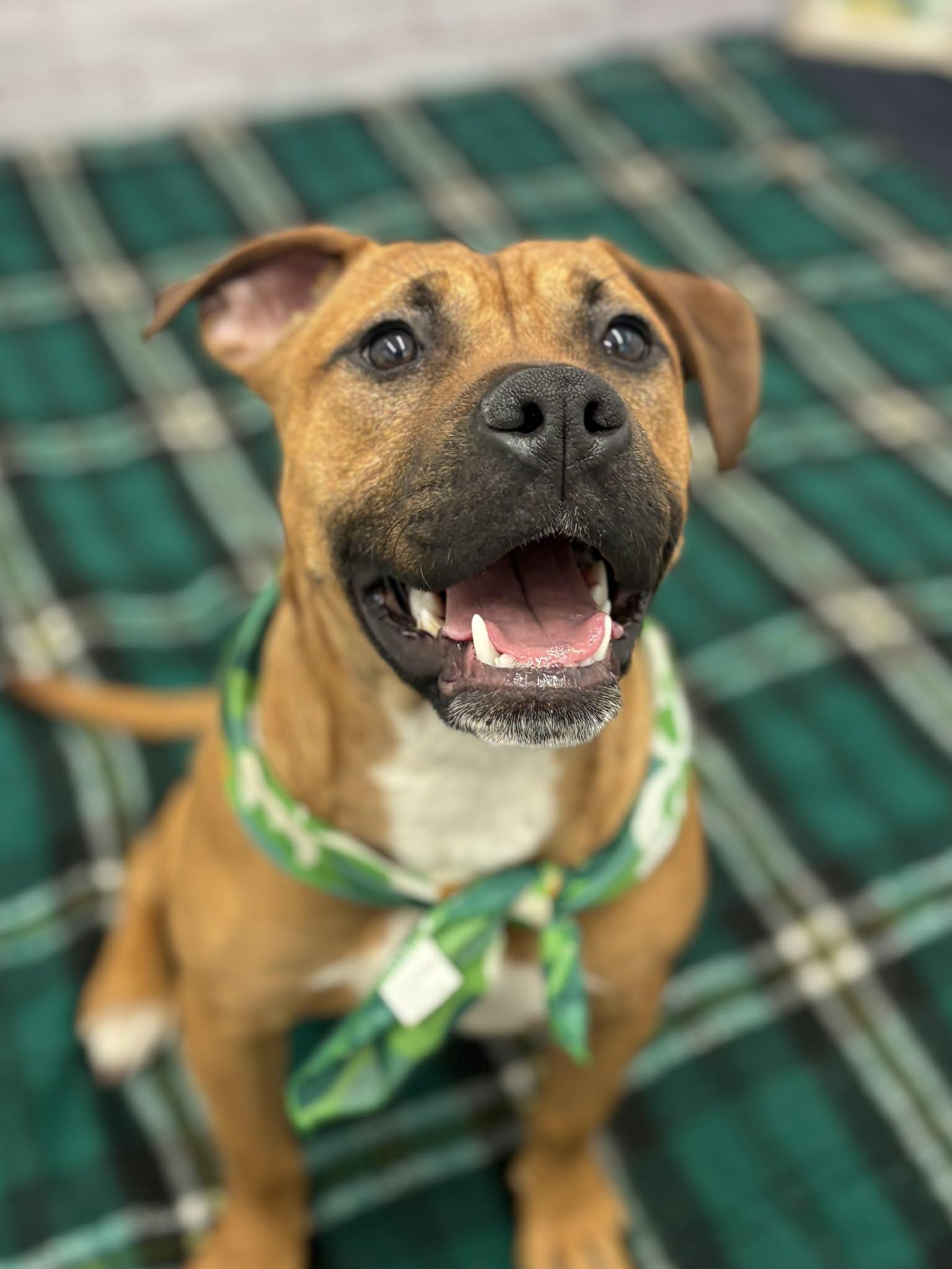 Greta, Adoptable, Young Female Pit Bull Terrier & Mixed Breed.