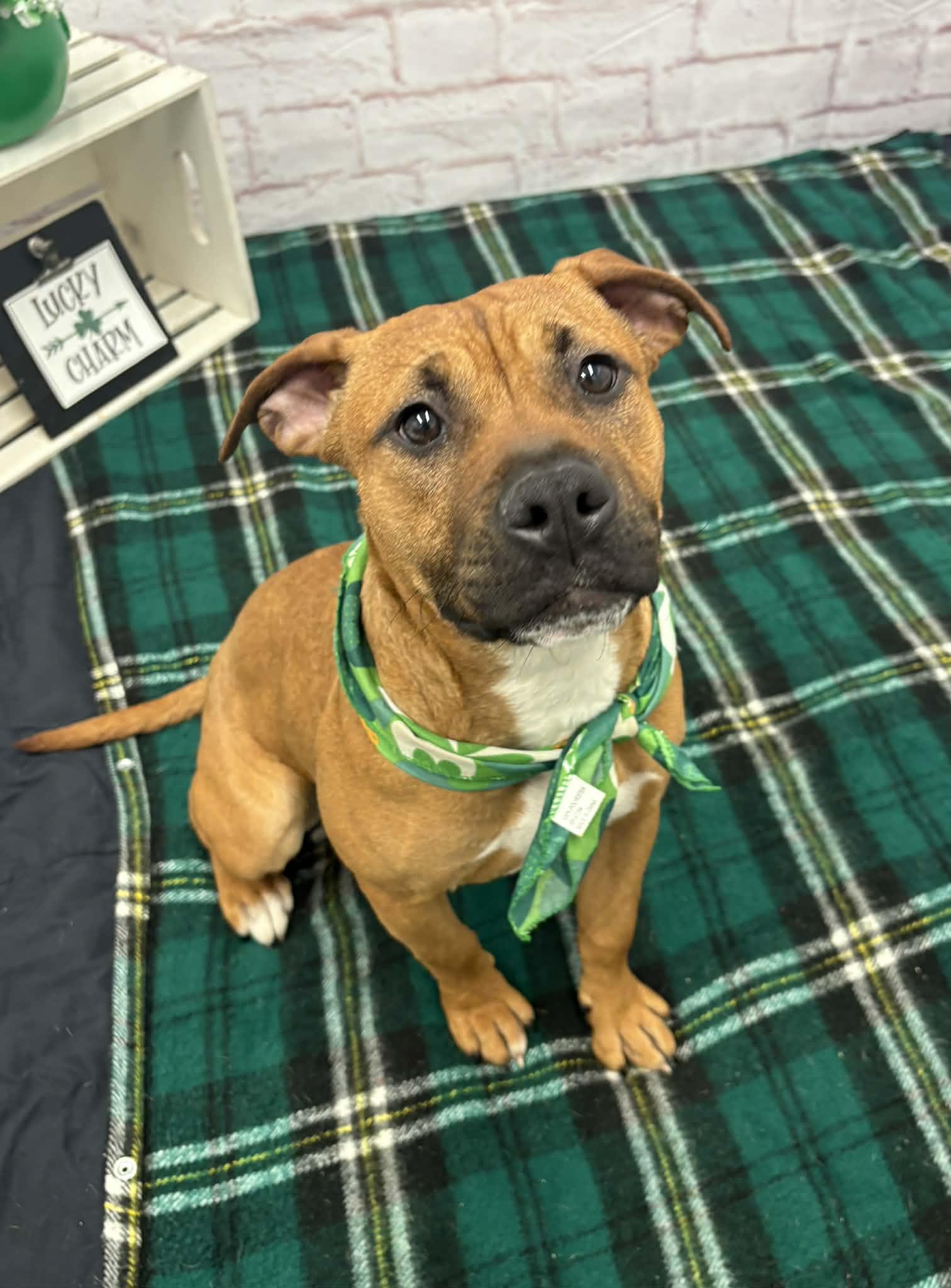 Enlarge Greta, a Adoptable mixed breed in Oxford, MI image 2/6