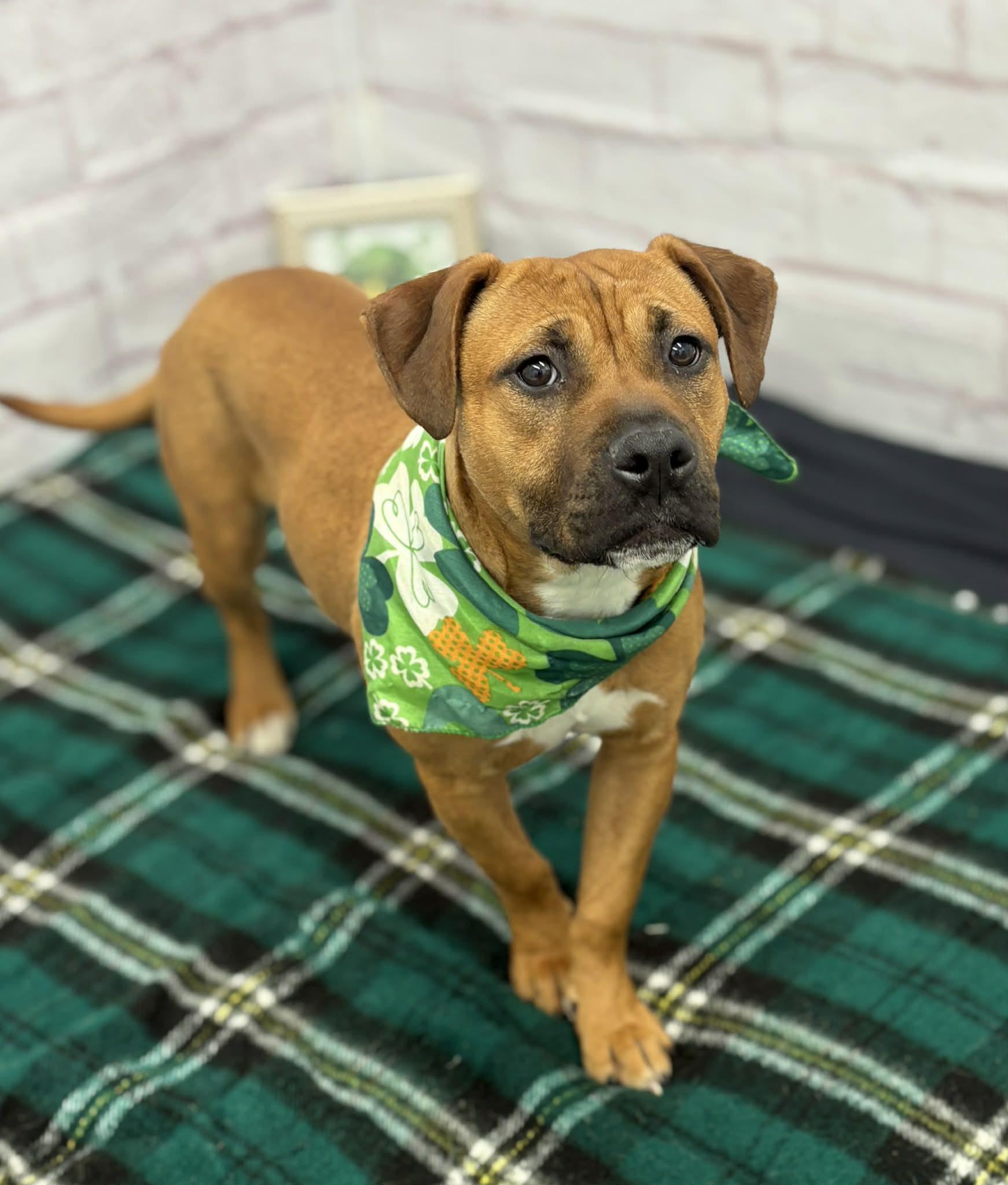 Enlarge Greta, a Adoptable mixed breed in Oxford, MI image 3/6