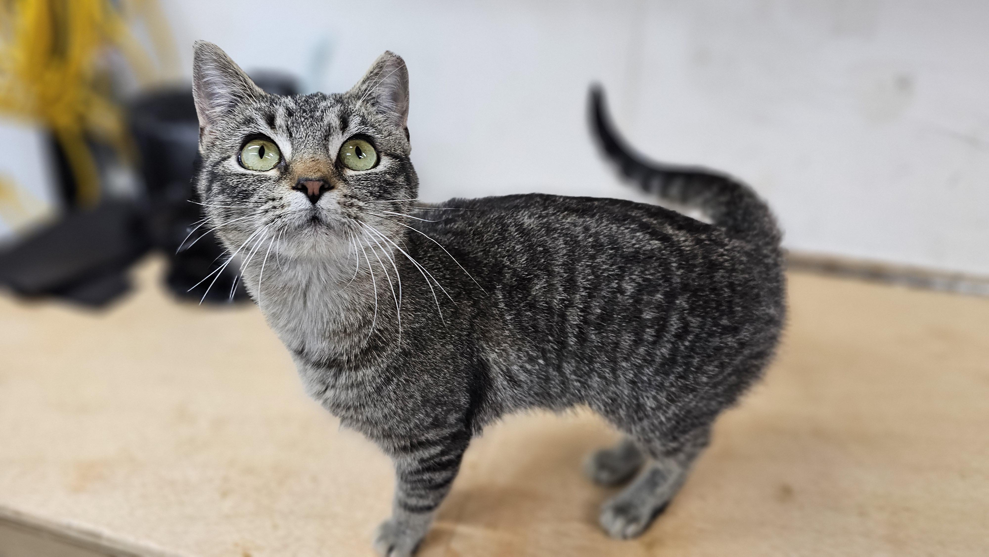 Enlarge Glory, an adoptable mixed breed in Greensboro, NC image 1/6