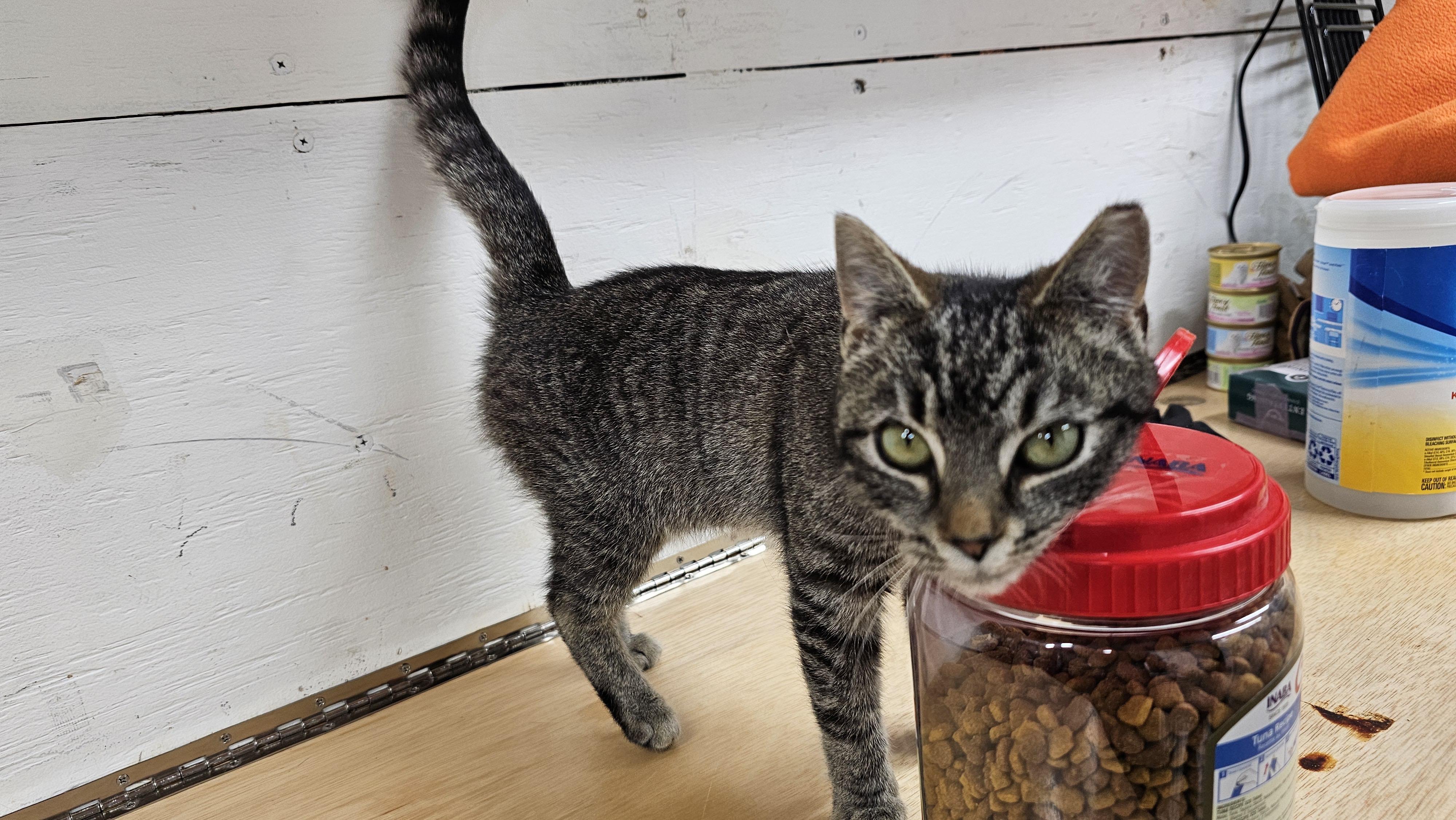 Enlarge Glory, an adoptable mixed breed in Greensboro, NC image 4/6