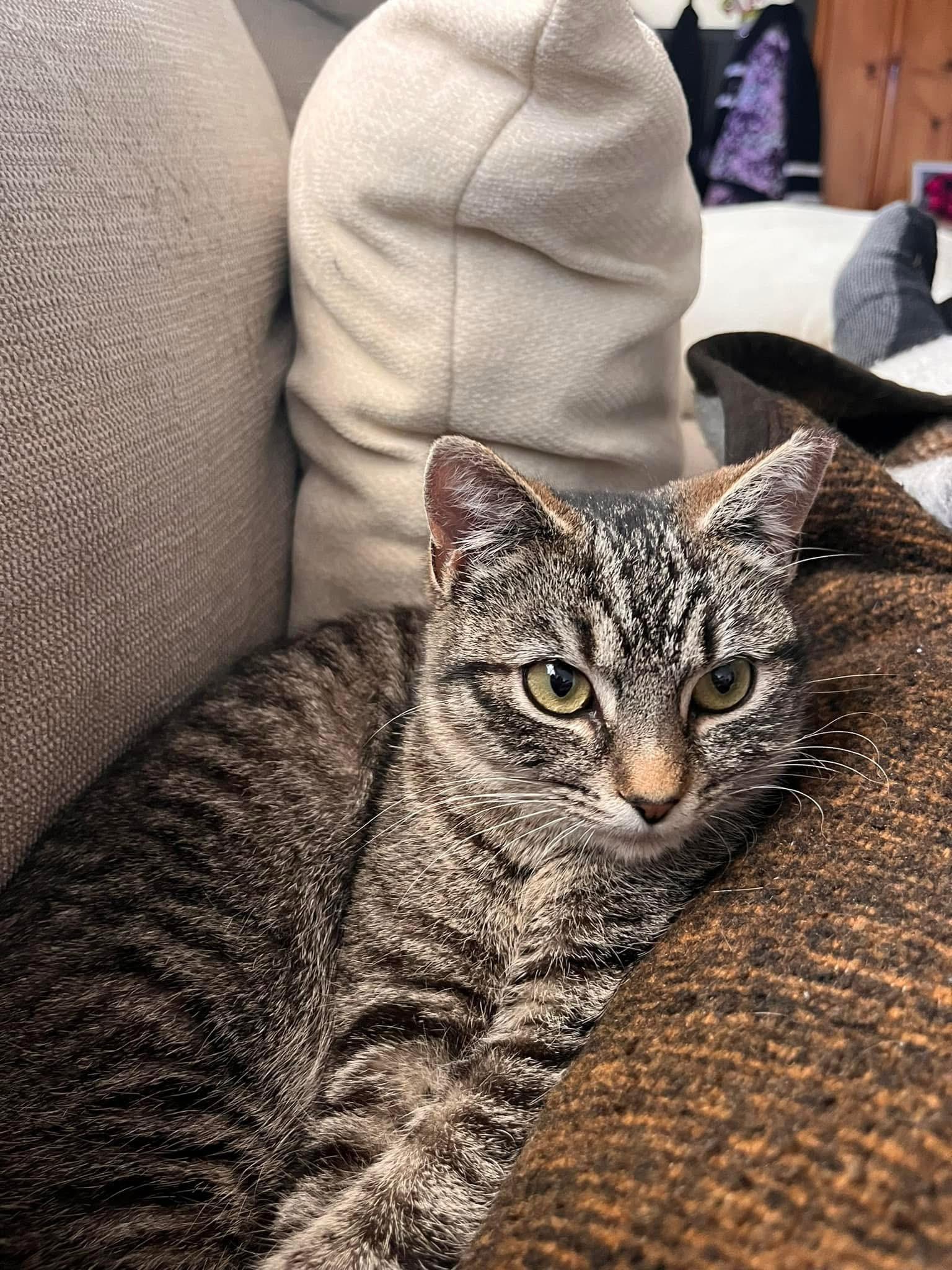 Enlarge Glory, an adoptable mixed breed in Greensboro, NC image 6/6