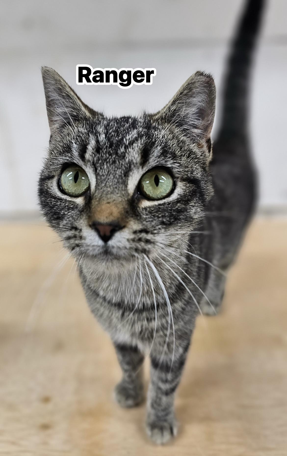 Enlarge Glory, an adoptable mixed breed in Greensboro, NC image 5/6