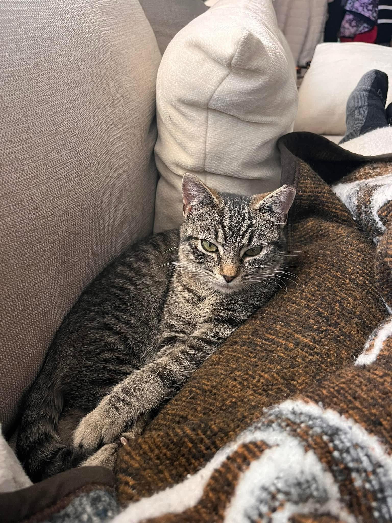 Enlarge Glory, an adoptable mixed breed in Greensboro, NC image 2/6