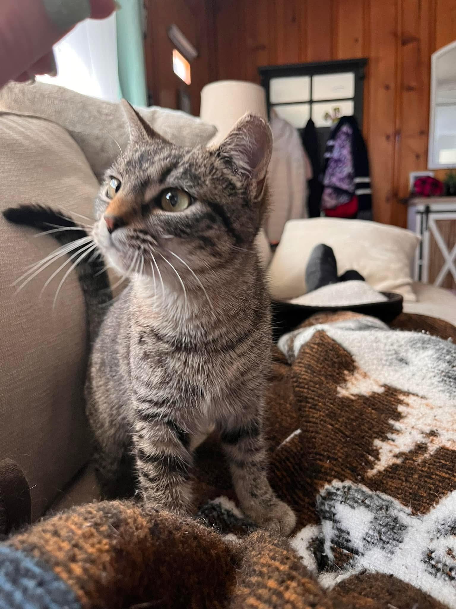 Enlarge Glory, an adoptable mixed breed in Greensboro, NC image 3/6