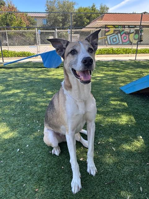 Enlarge BAILEY, a Adoptable mixed breed in Agoura, CA image 1/1