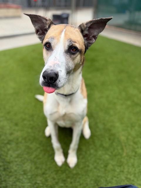 BAILEY, Adoptable, Adult Female Siberian Husky & Mixed Breed.