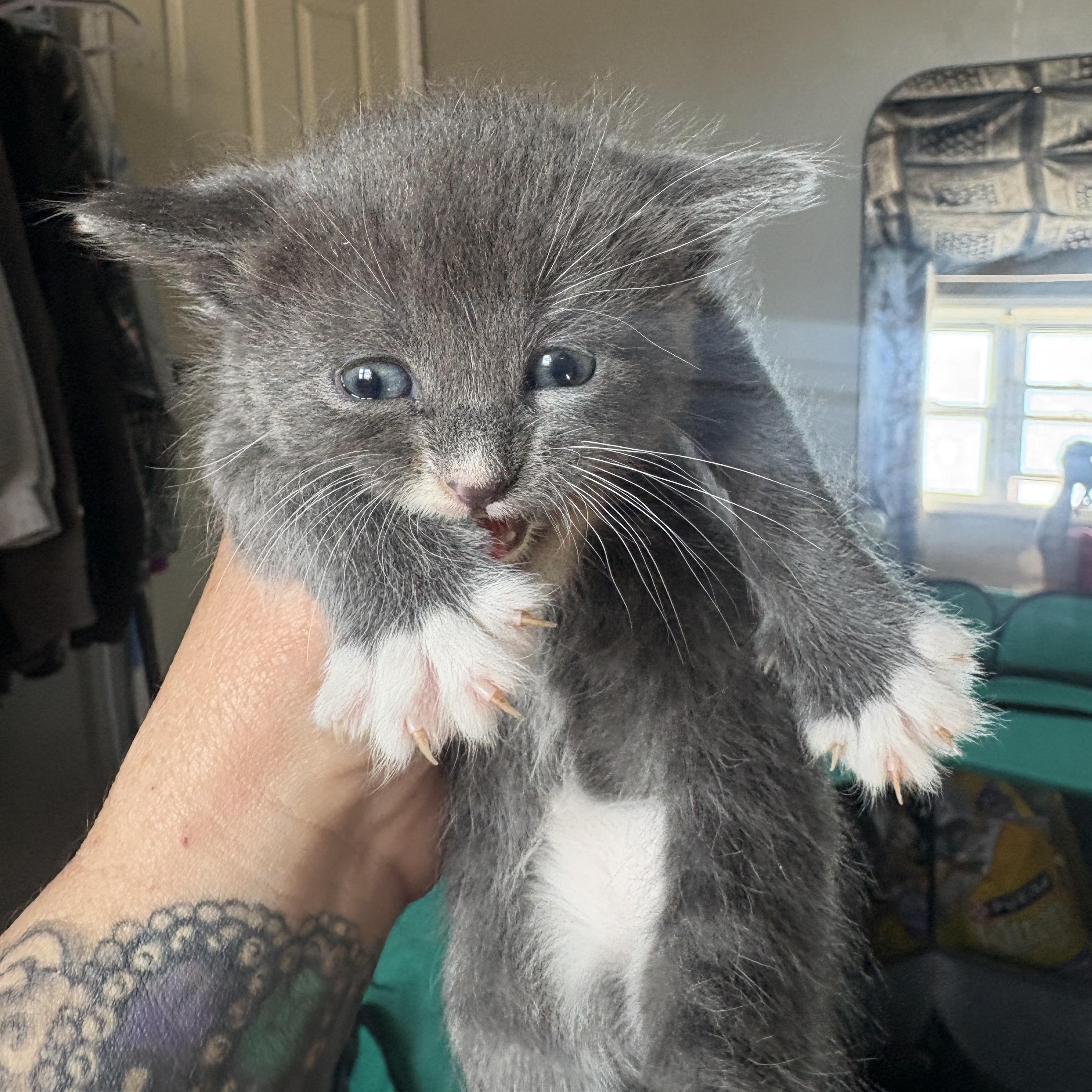 Amaya, ADOPTABLE, Kitten Female Domestic Short Hair.