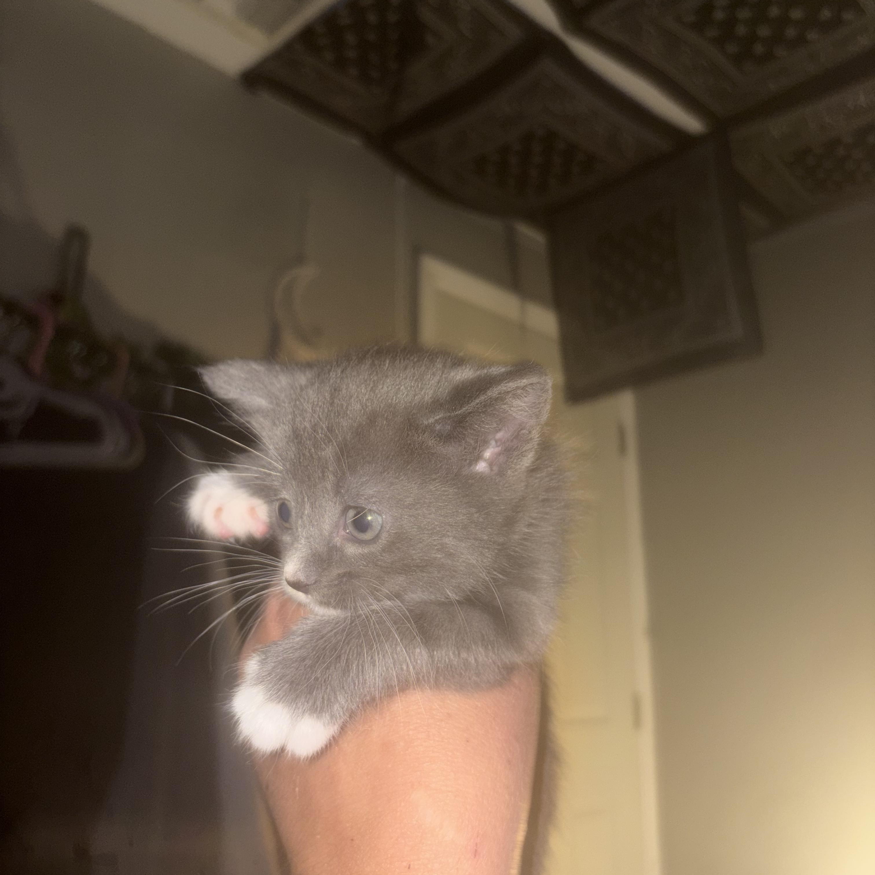 Enlarge Amaya, a ADOPTABLE mixed breed in Moriches, NY image 2/2