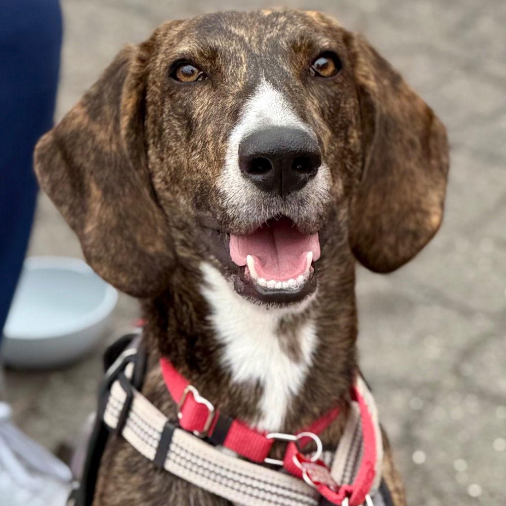 Todd, Adoptable, Young Male Hound & Terrier.