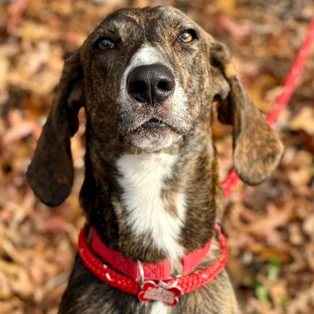 Enlarge Todd, a Adoptable mixed breed in Bloomfield, CT image 1/3