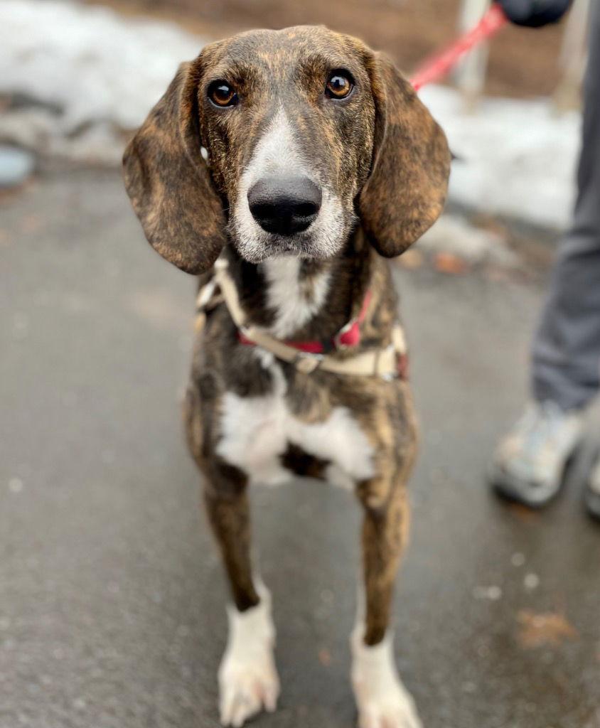 Todd, a Adoptable mixed breed in Bloomfield, CT image 1/3