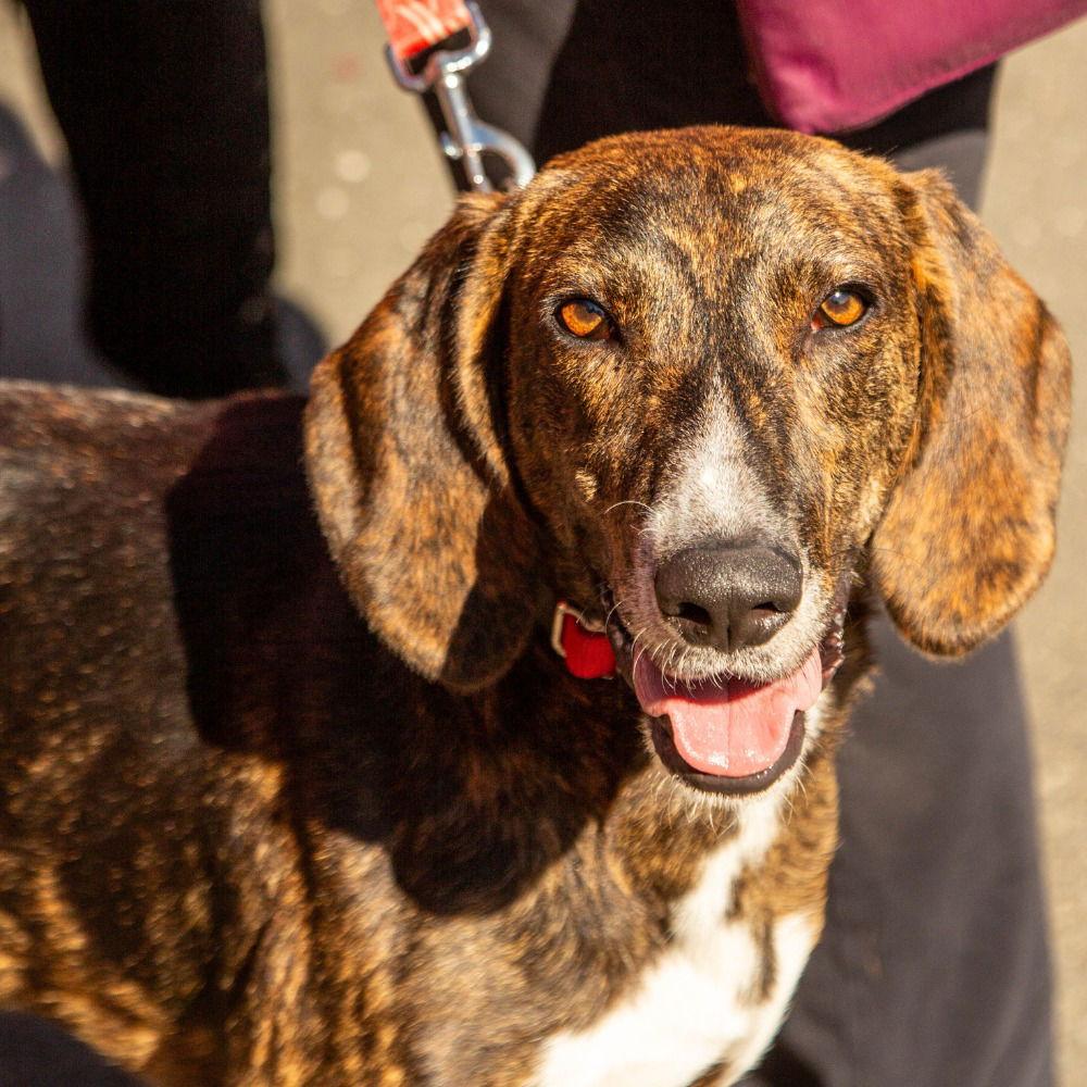 Enlarge Todd, a Adoptable mixed breed in Bloomfield, CT image 2/3