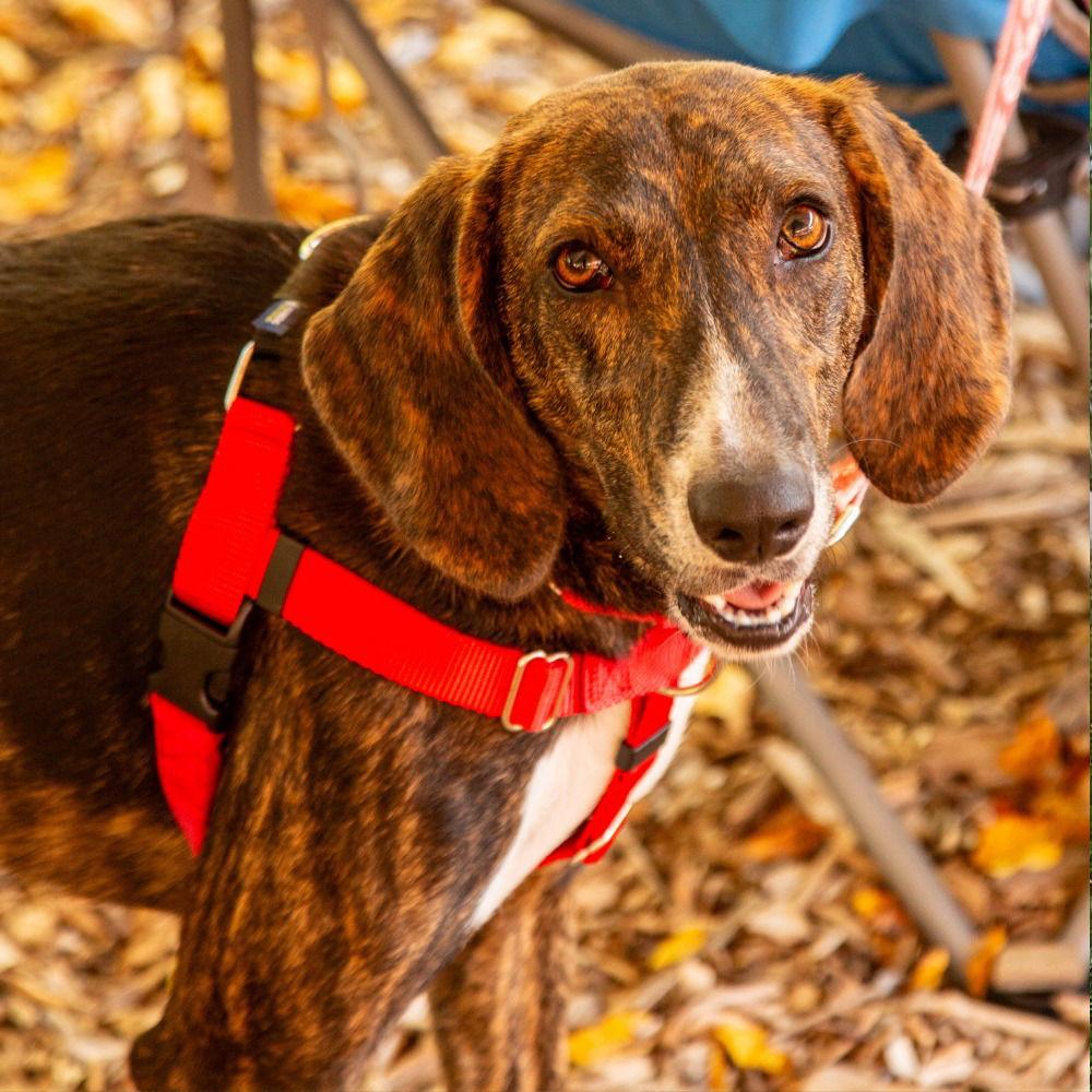 Enlarge Todd, a Adoptable mixed breed in Bloomfield, CT image 3/3