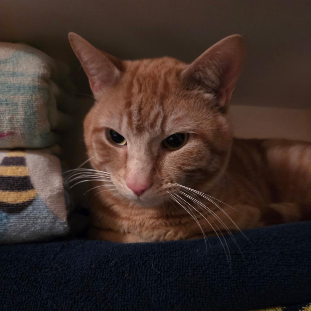 Taco, a Adoptable Domestic Short Hair in Layton, UT image 1/3