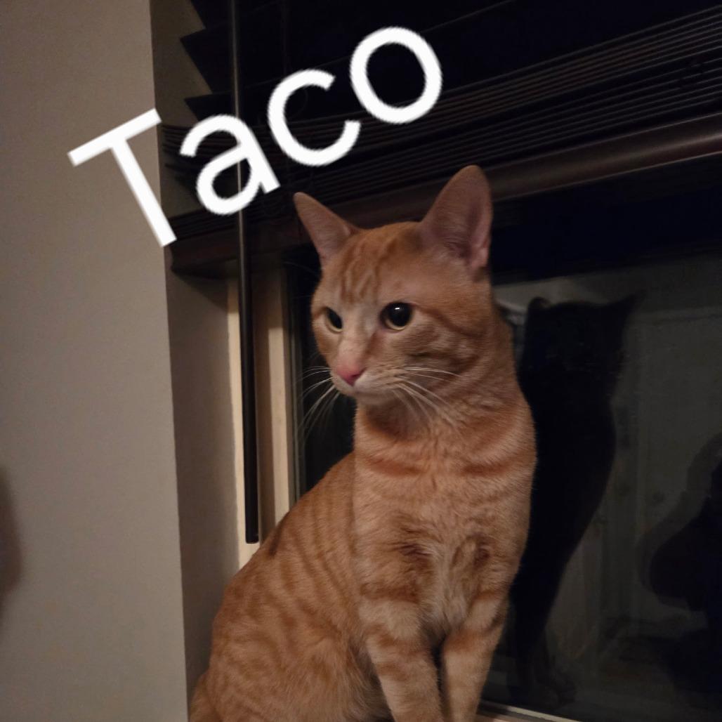 Taco, a Adoptable Domestic Short Hair in Layton, UT image 2/3