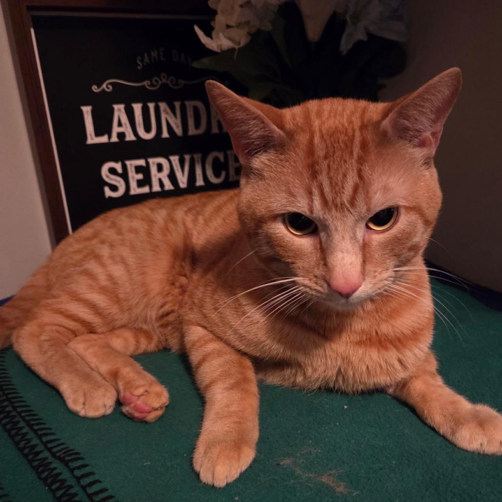 Taco, a Adoptable Domestic Short Hair in Layton, UT image 3/3