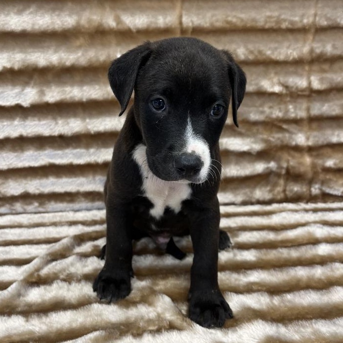 Zappa, adopted, Puppy Male Pit Bull Terrier & Doberman Pinscher.