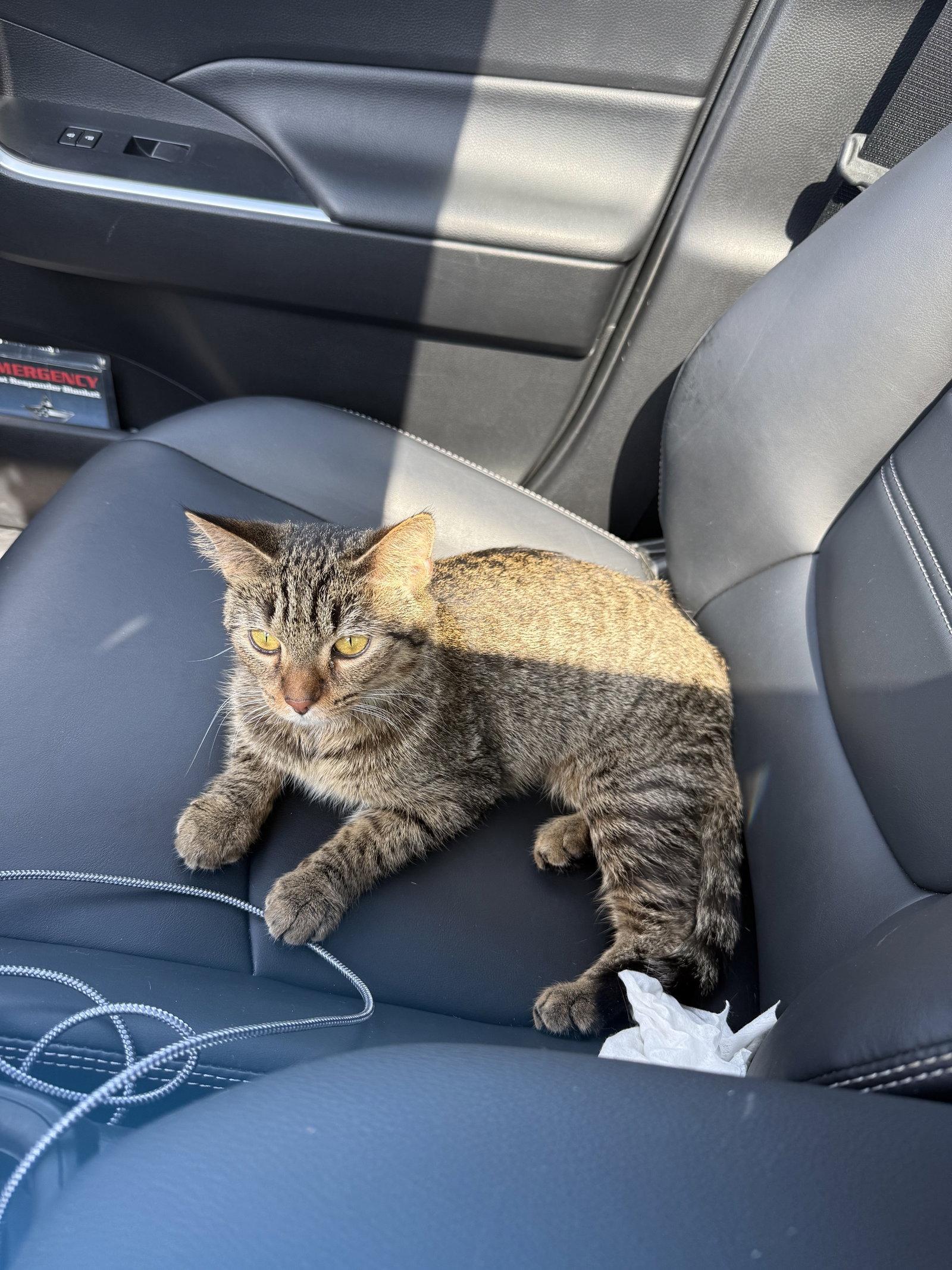 Colleen, Adoptable, Adult Female Domestic Short Hair.