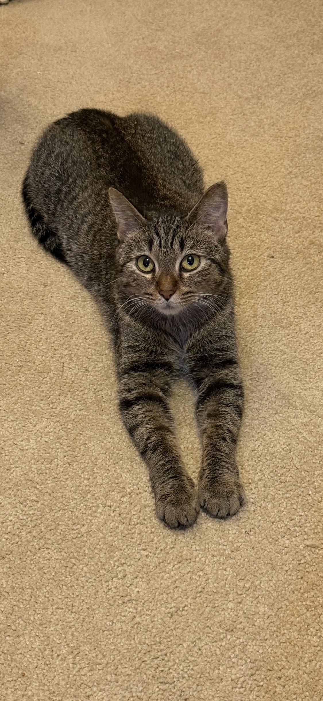 Colleen, a Adoptable Domestic Short Hair in Wheaton, IL image 2/3