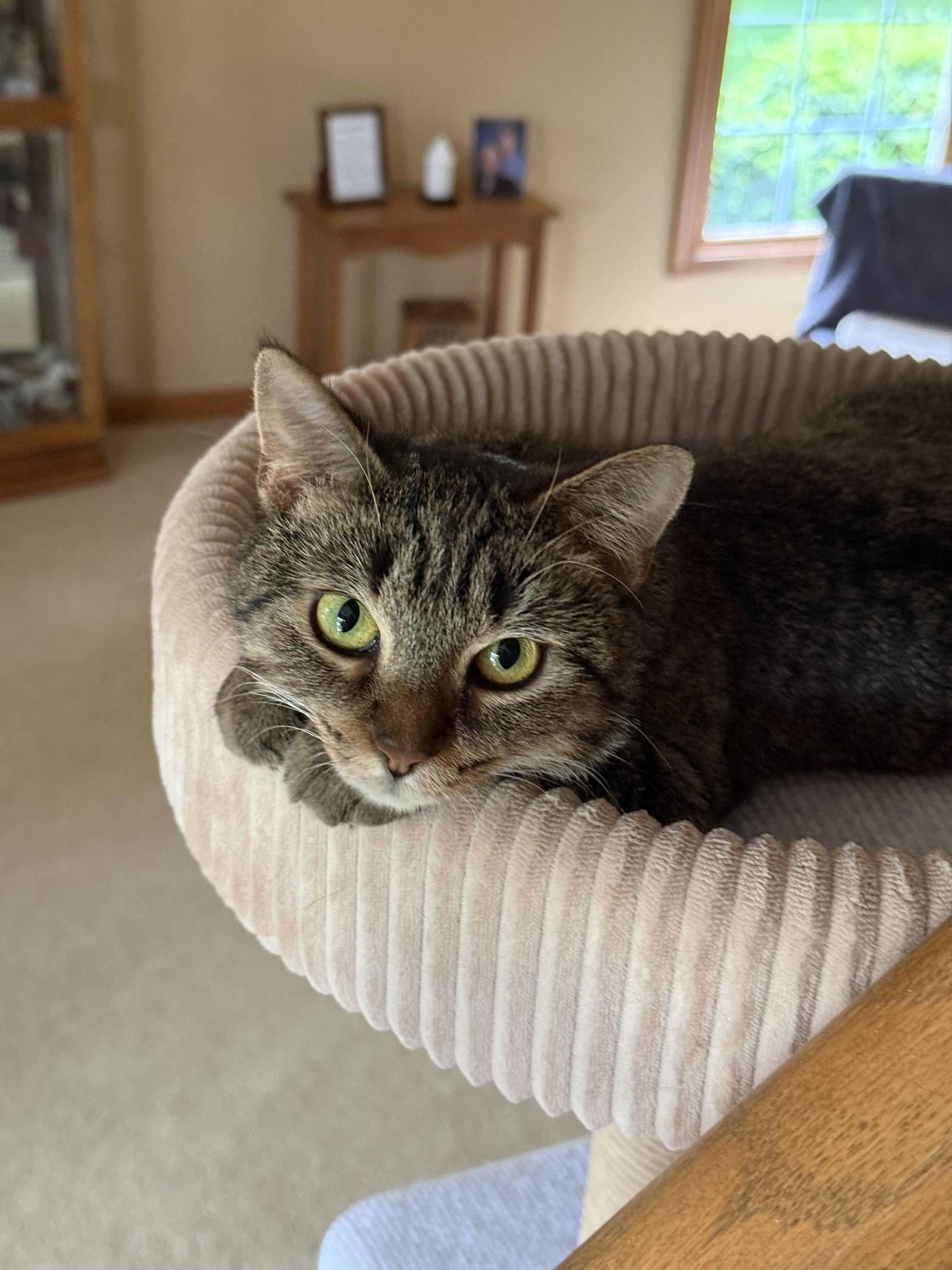 Colleen, a Adoptable Domestic Short Hair in Wheaton, IL image 3/3