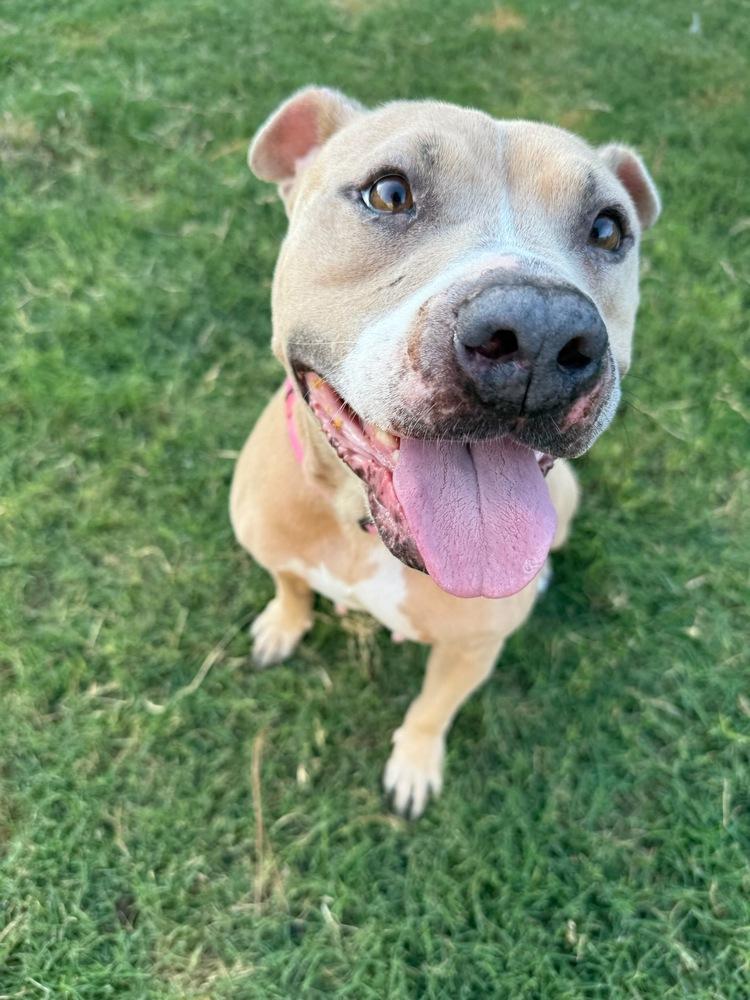 Enlarge ELLIE, a Adoptable American Staffordshire Terrier in Richmond, TX image 1/6
