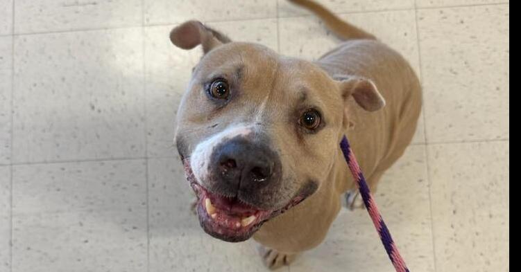 Enlarge ELLIE, a Adoptable American Staffordshire Terrier in Richmond, TX image 2/6