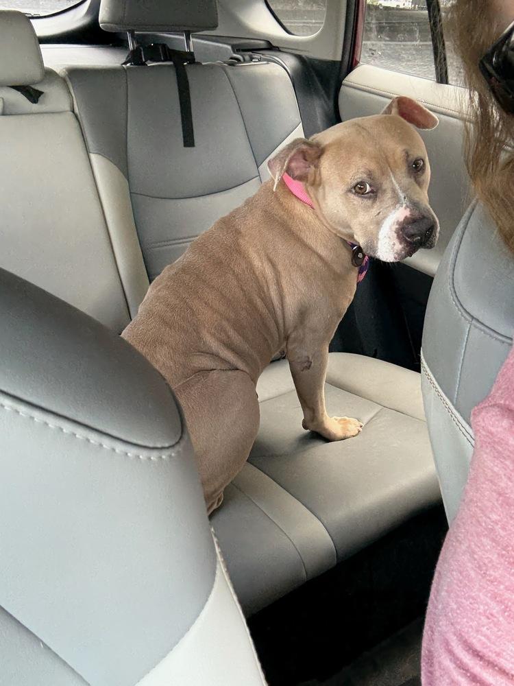 Enlarge ELLIE, a Adoptable American Staffordshire Terrier in Richmond, TX image 3/6
