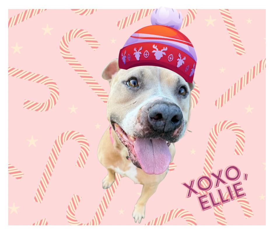 Enlarge ELLIE, a Adoptable American Staffordshire Terrier in Richmond, TX image 4/6