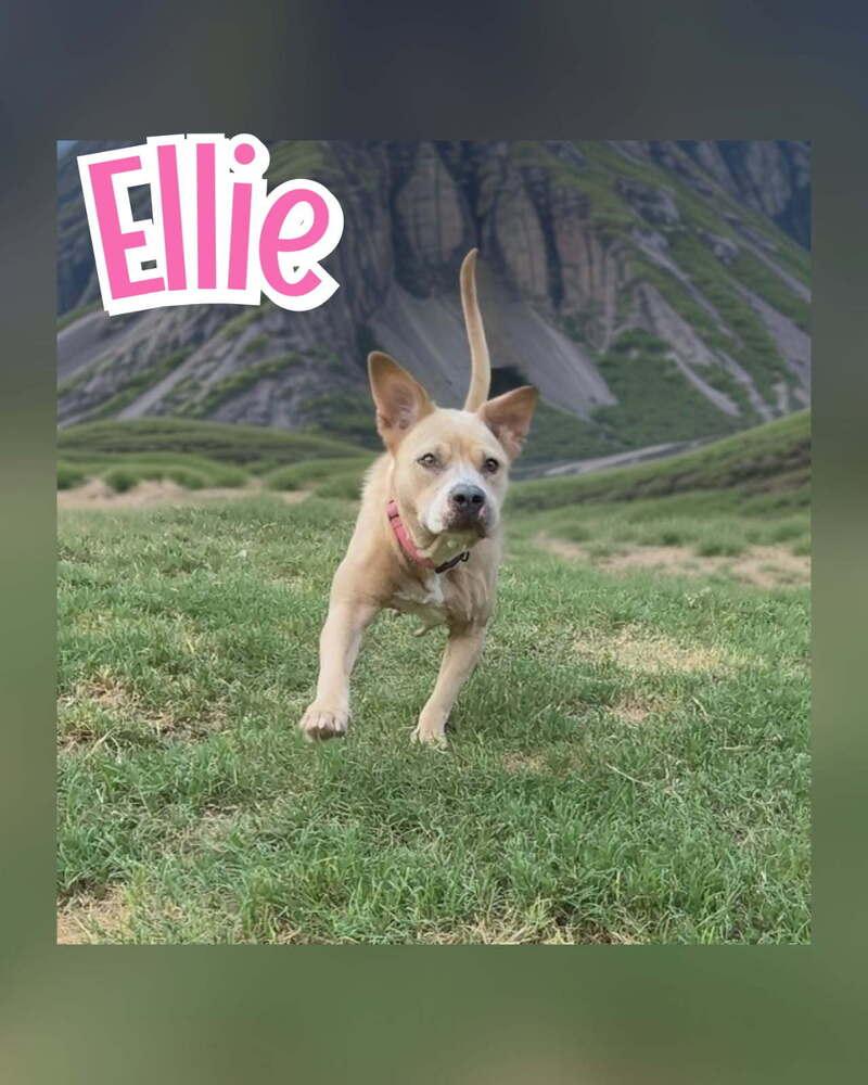 Enlarge ELLIE, a Adoptable American Staffordshire Terrier in Richmond, TX image 5/6