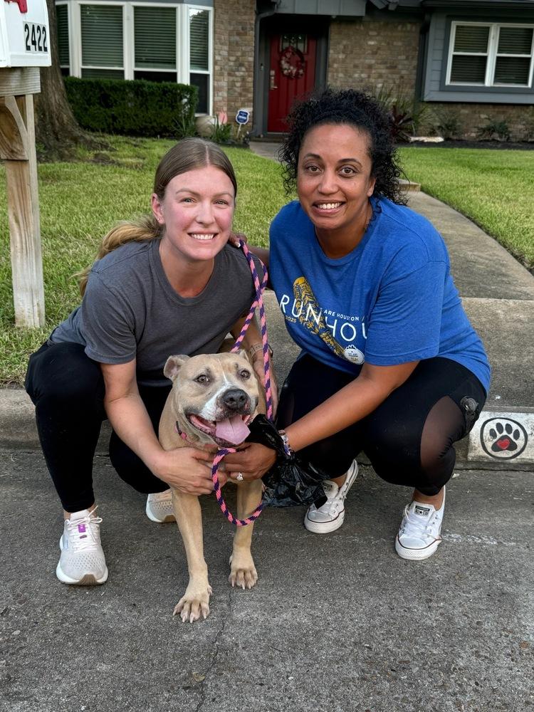 Enlarge ELLIE, a Adoptable American Staffordshire Terrier in Richmond, TX image 6/6