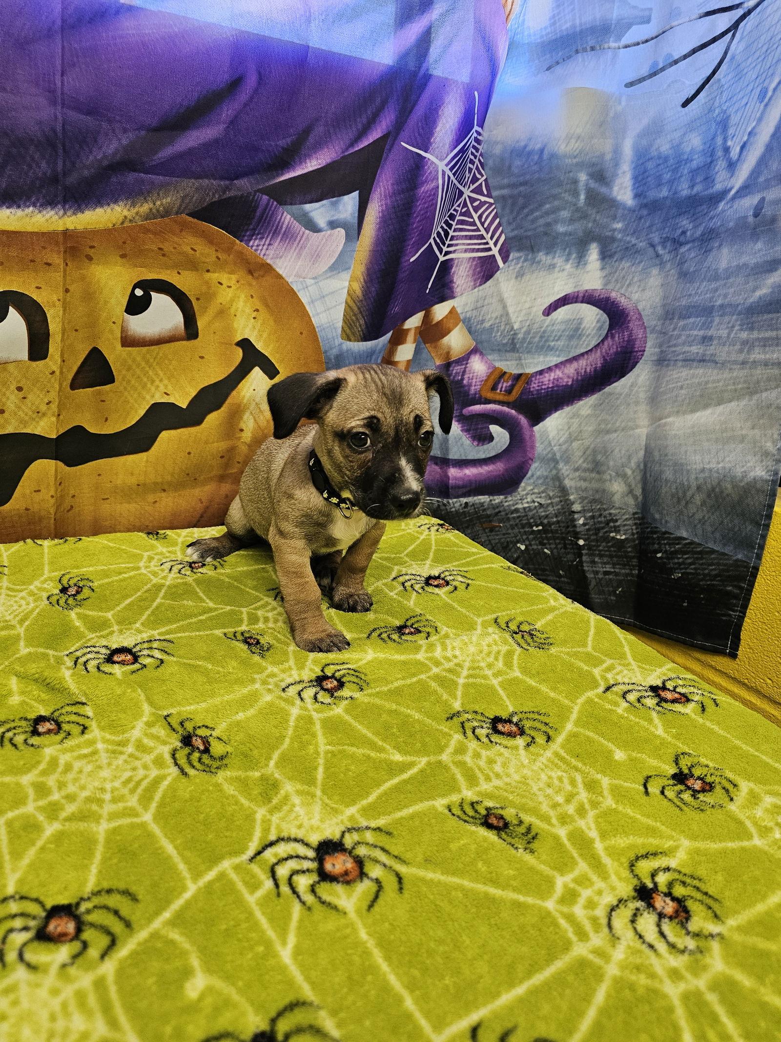 Frosted Flakes, Adoptable, Young Male Rat Terrier.