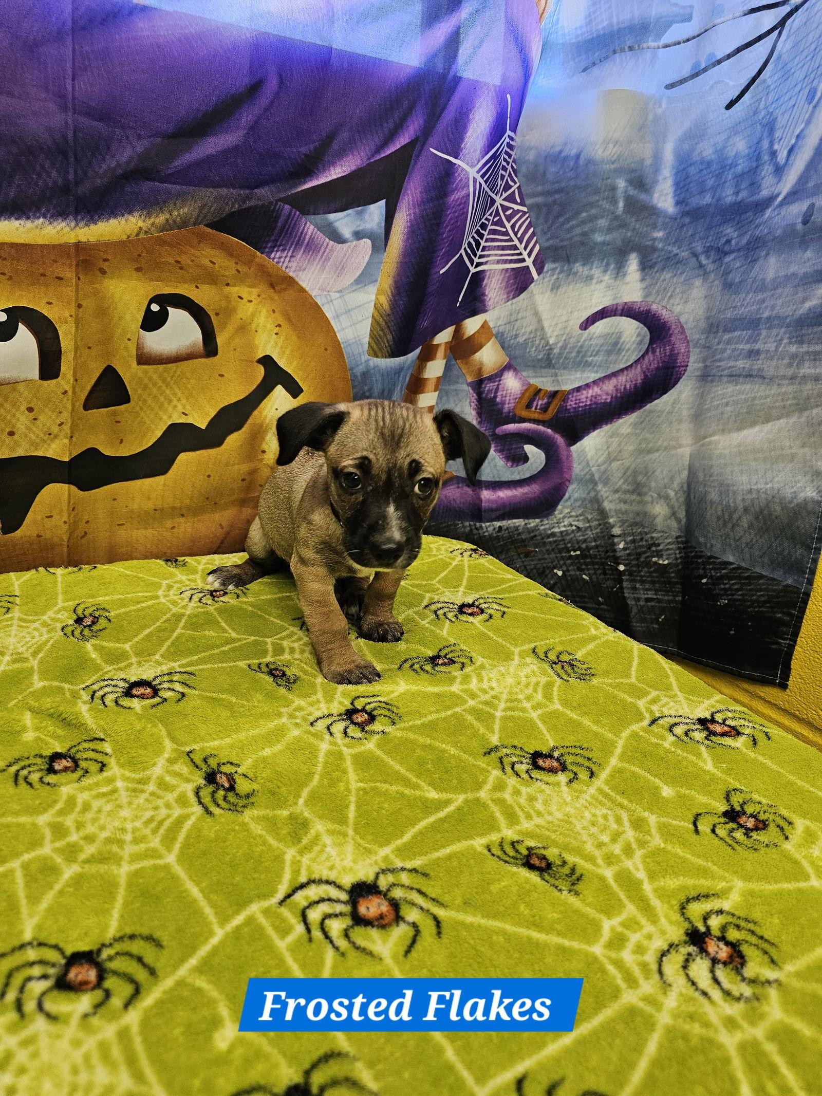 Enlarge Frosted Flakes, a Adoptable Rat Terrier in Metairie, LA image 2/2