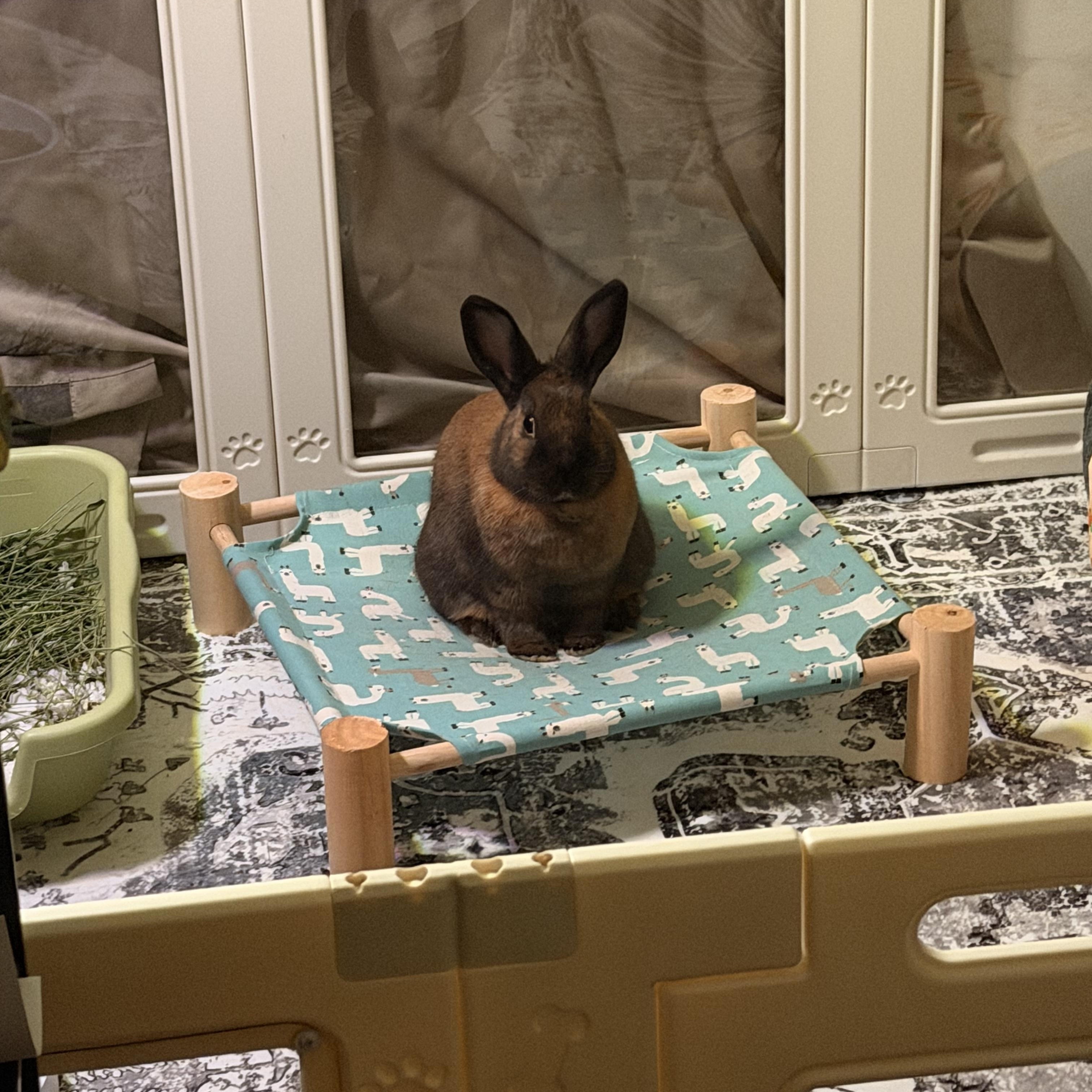 Enlarge Artemis, an adopted mixed breed in Ames, IA image 6/6