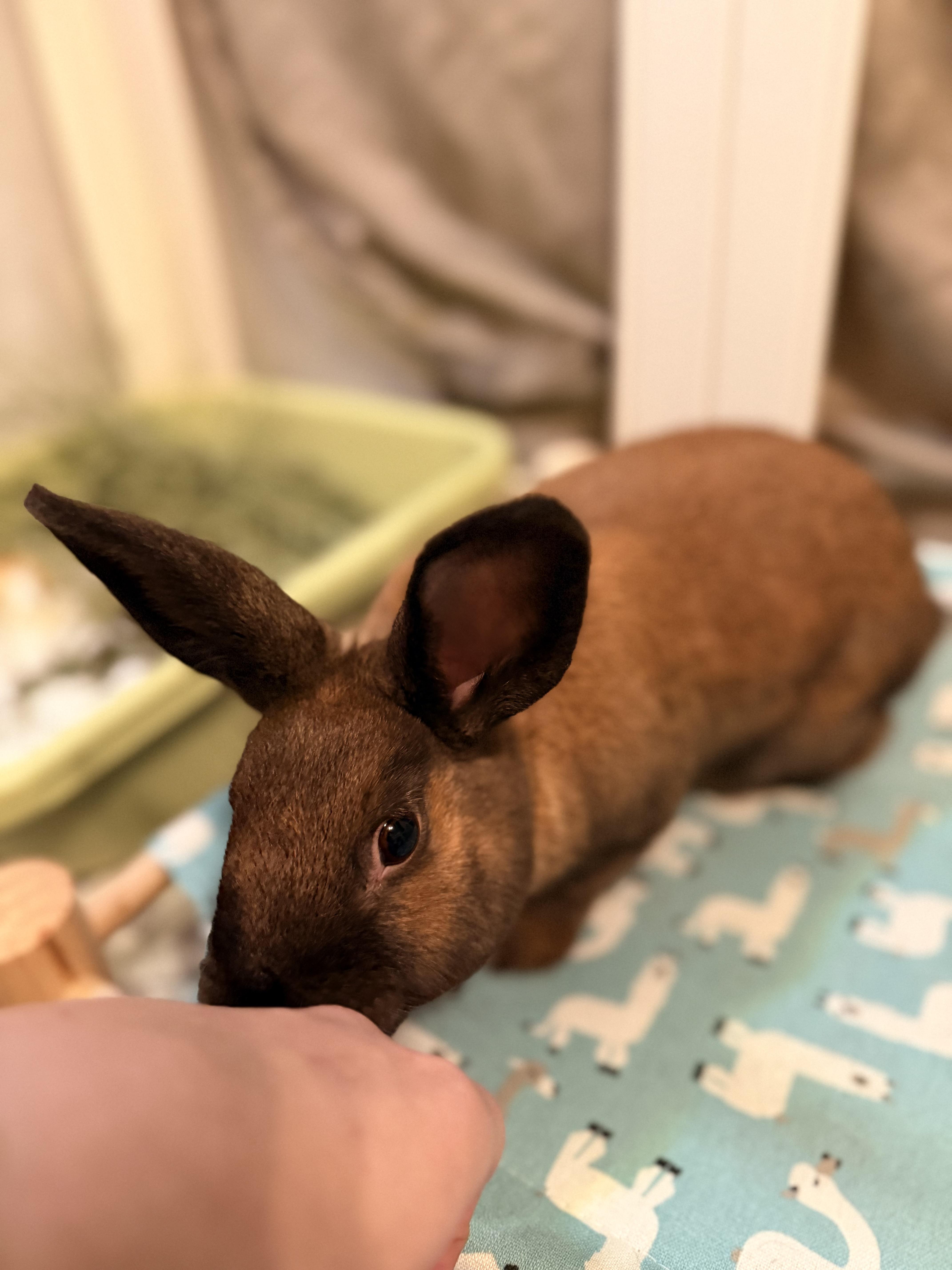 Enlarge Artemis, an adopted mixed breed in Ames, IA image 3/6