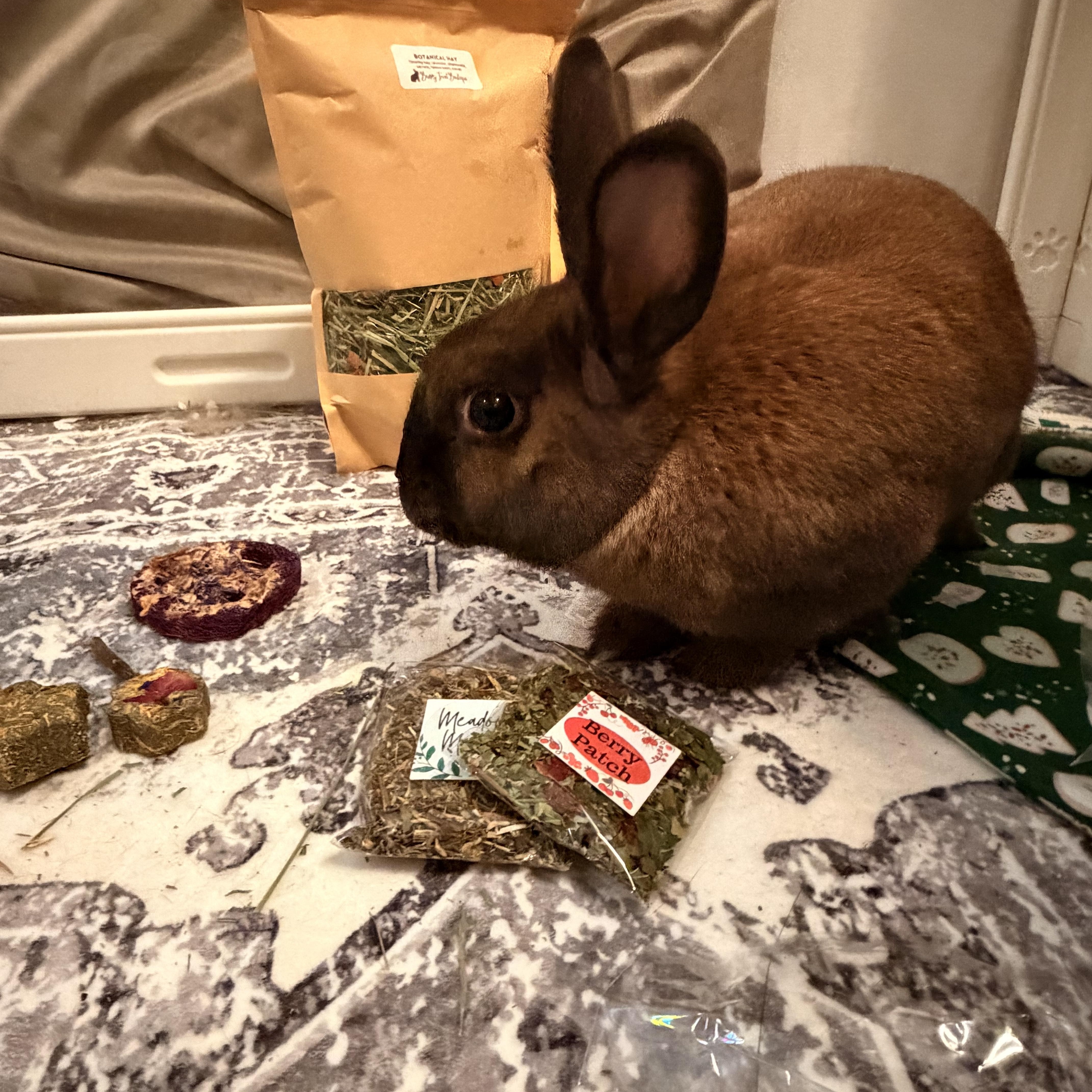 Enlarge Artemis, an adopted mixed breed in Ames, IA image 4/6