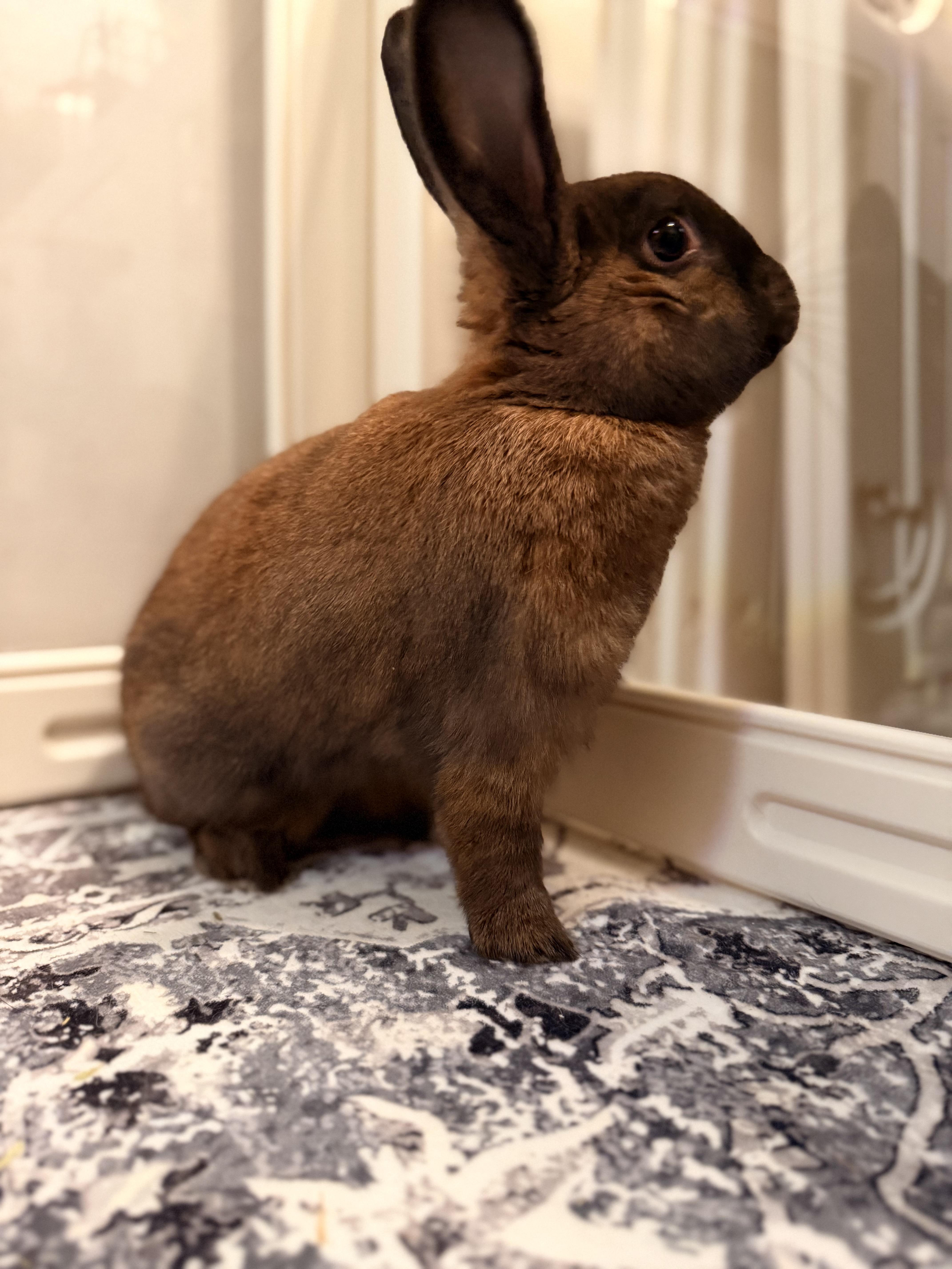 Enlarge Artemis, an adopted mixed breed in Ames, IA image 1/6