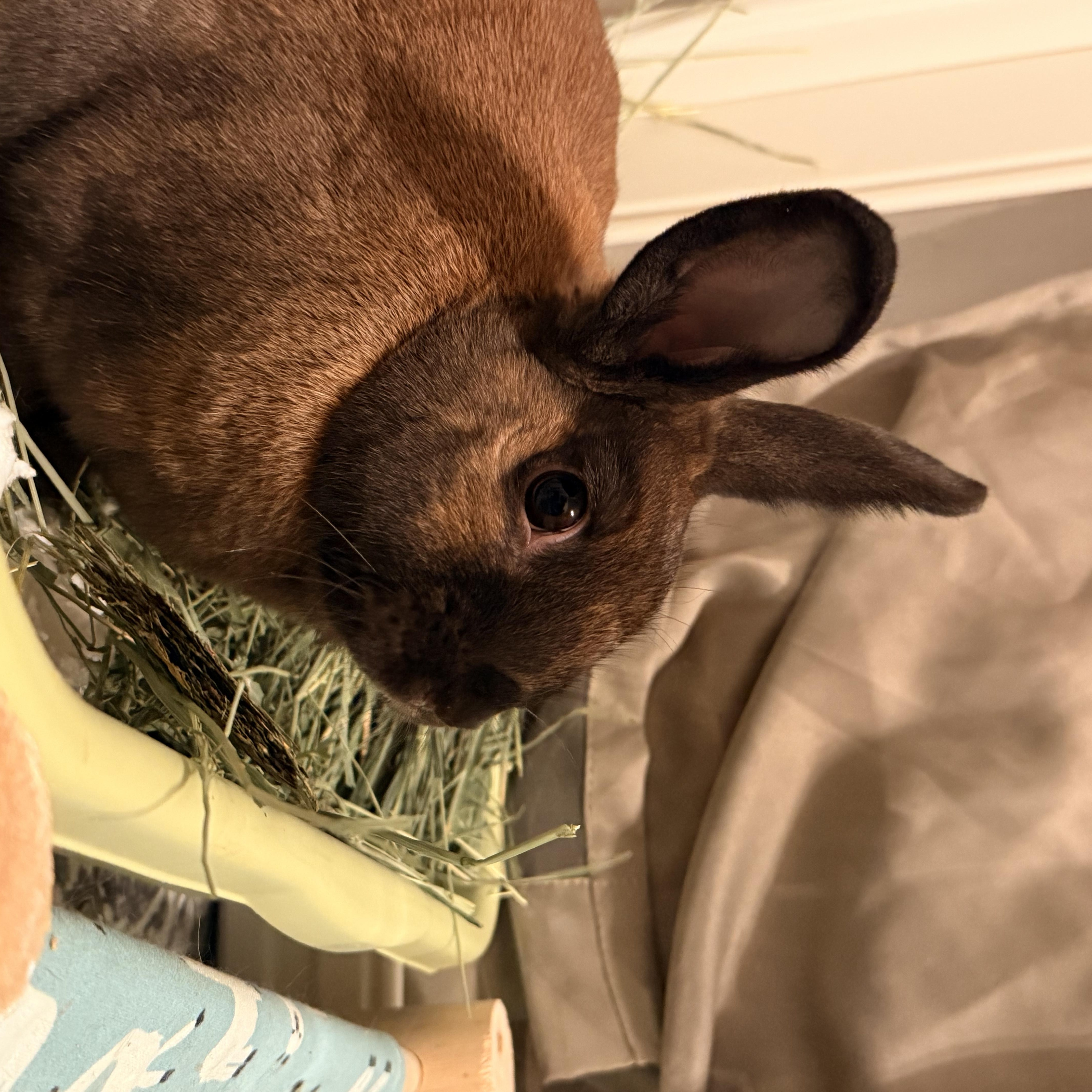 Enlarge Artemis, an adopted mixed breed in Ames, IA image 2/6