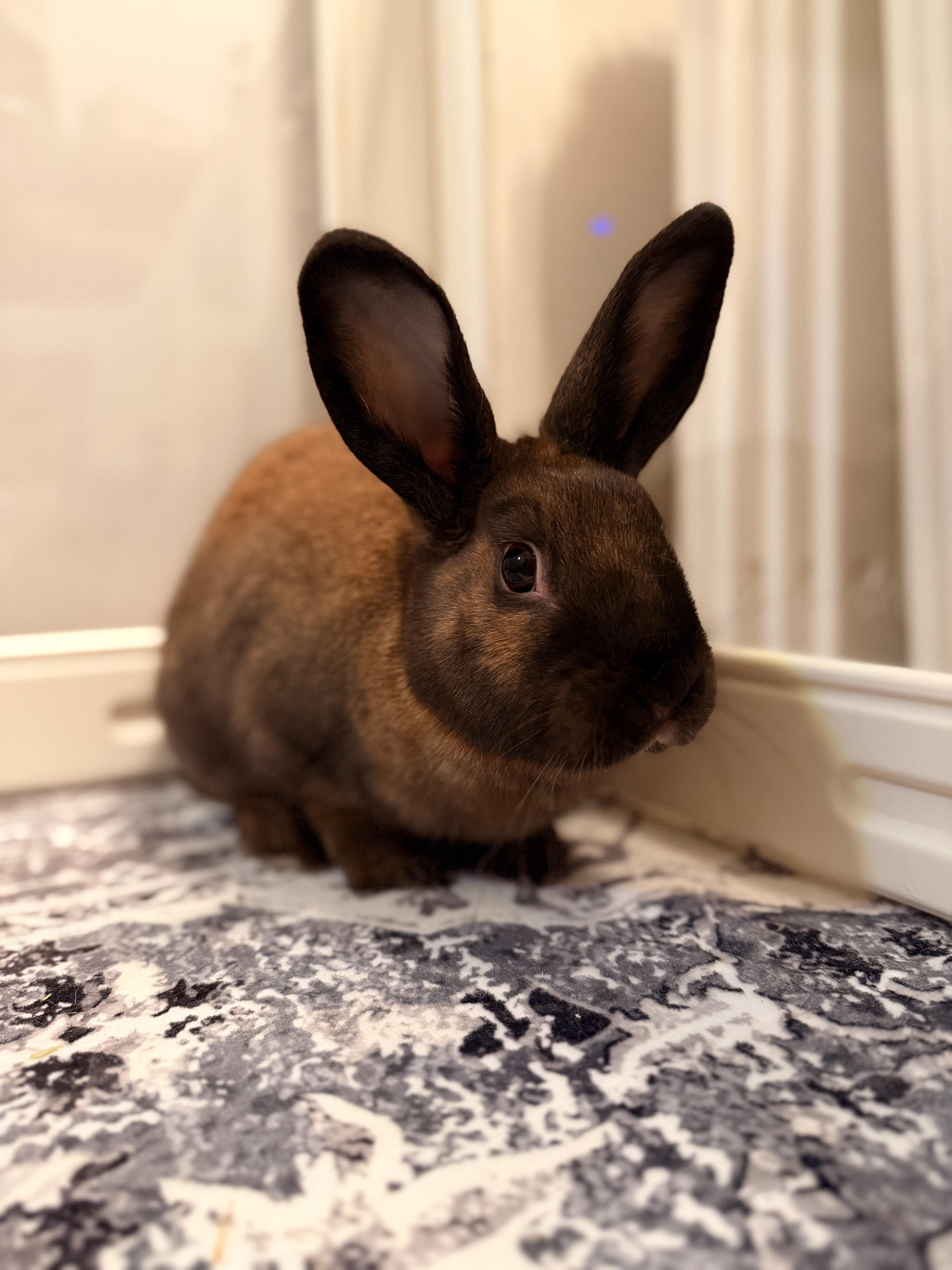 Enlarge Artemis, an adopted mixed breed in Ames, IA image 5/6