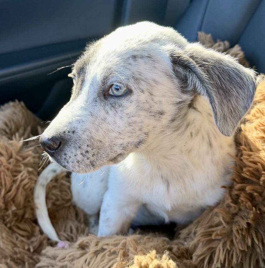 Enlarge Freckles, an adopted mixed breed in Houston, TX image 4/5