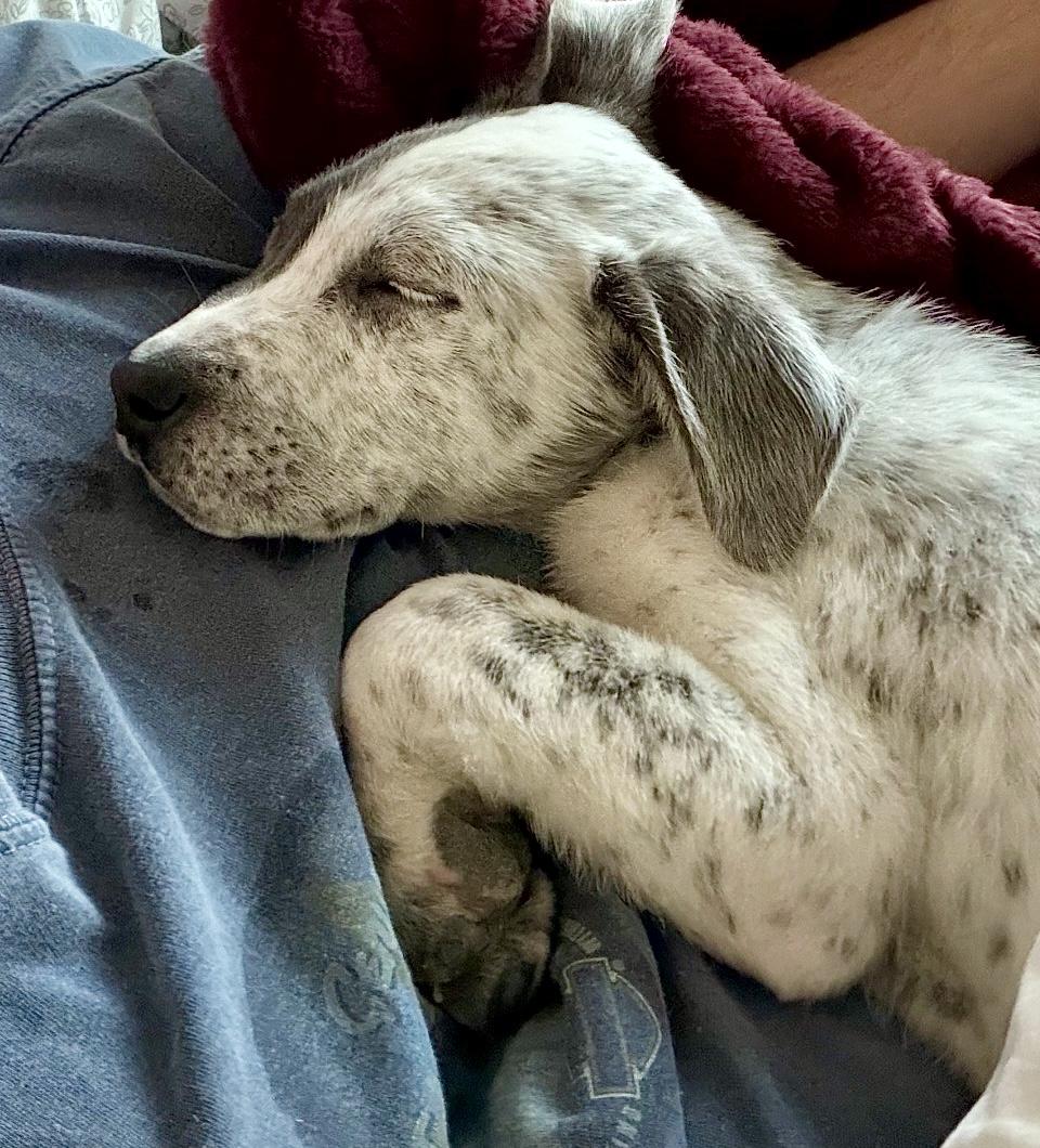 Enlarge Freckles, an adopted mixed breed in Houston, TX image 5/5