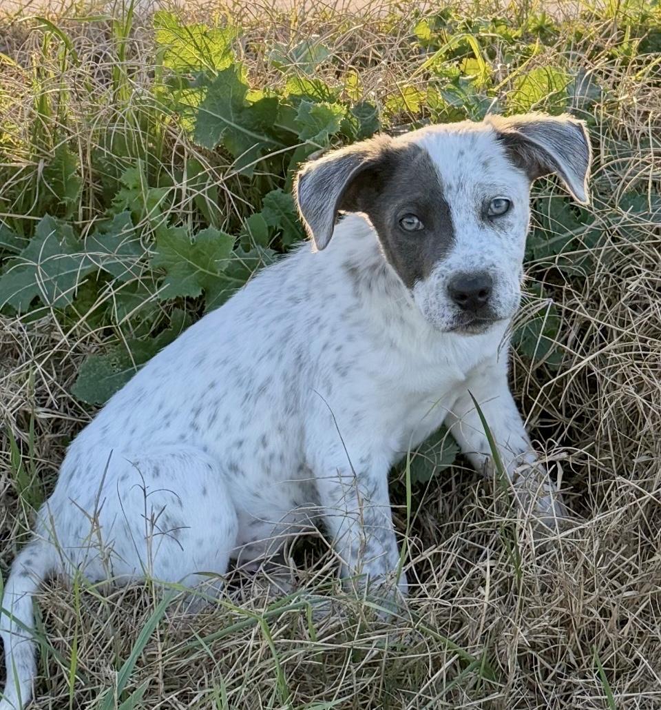 Enlarge Freckles, an adopted mixed breed in Houston, TX image 1/5