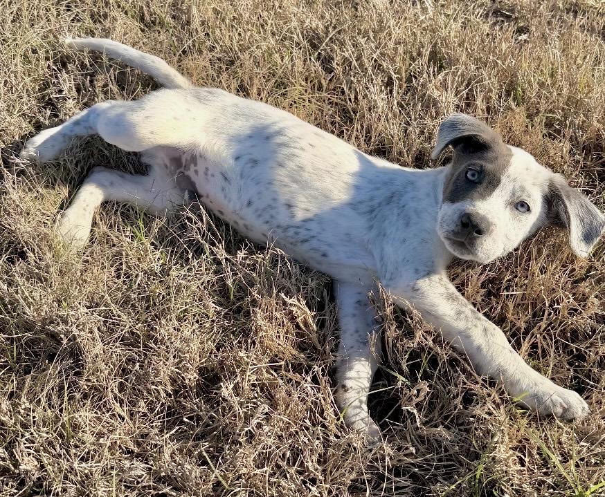 Enlarge Freckles, an adopted mixed breed in Houston, TX image 3/5