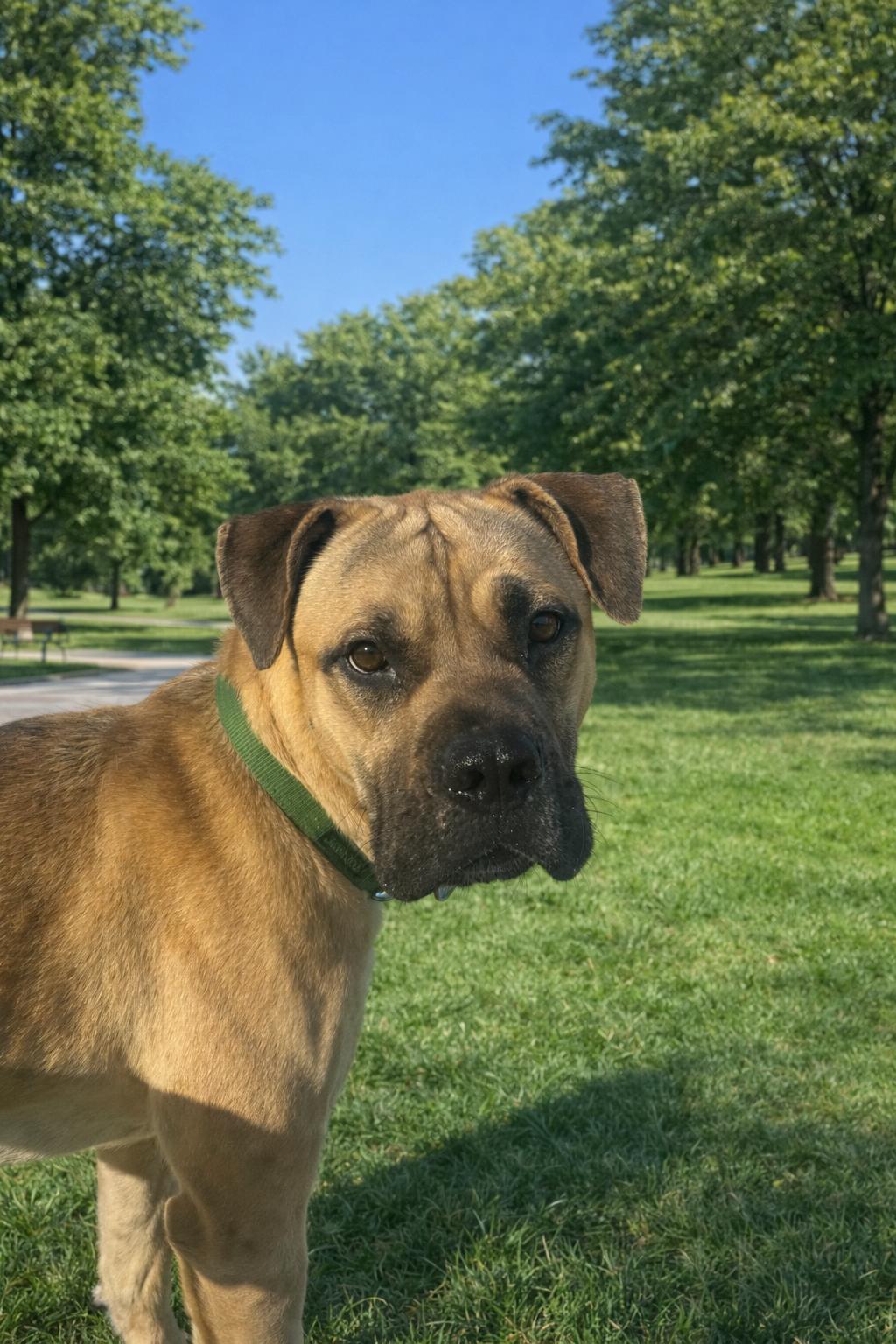 Thad, adopted, Young Male Cane Corso.