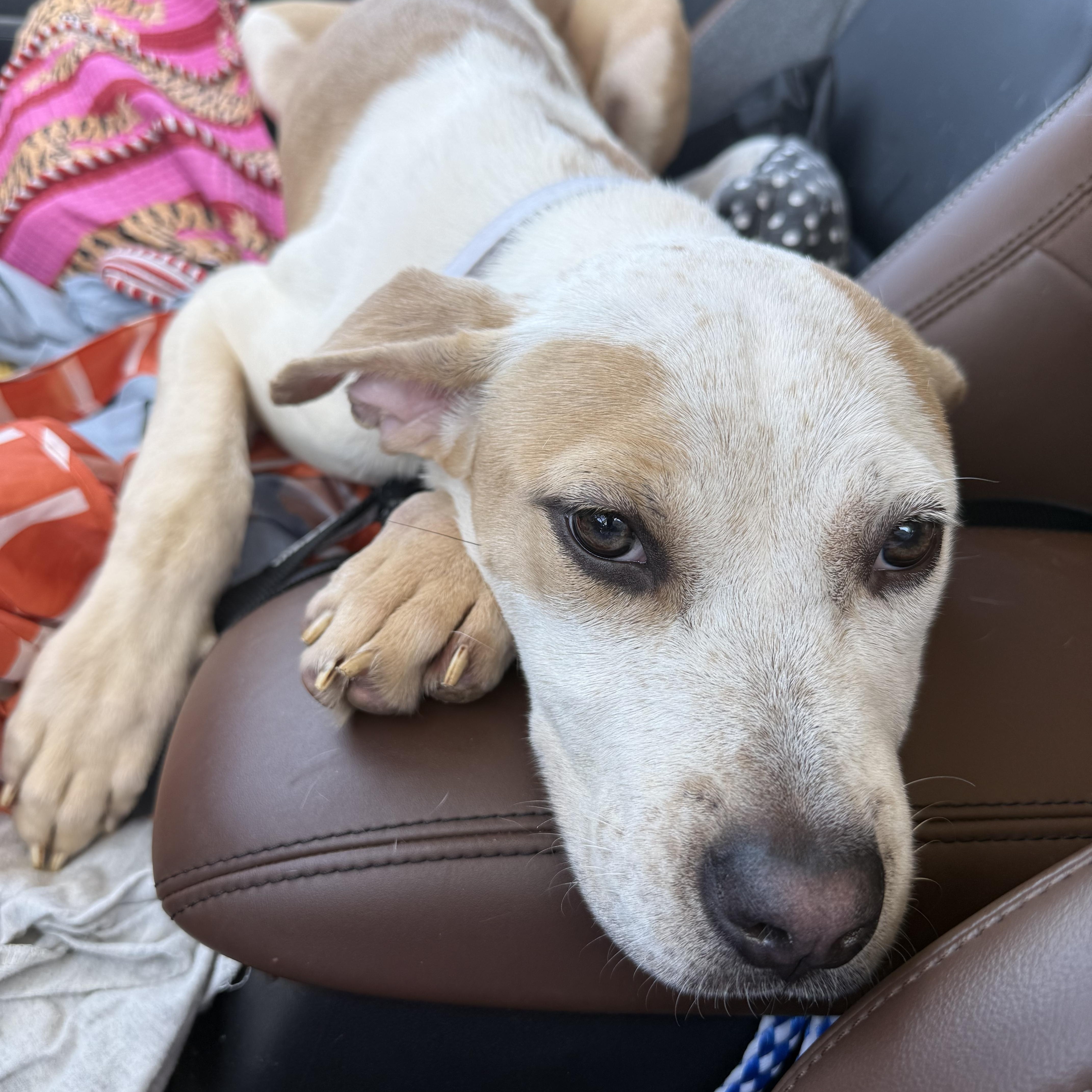 Enlarge Zoey, a Adopted mixed breed in Pleasant Ridge, MI image 2/6