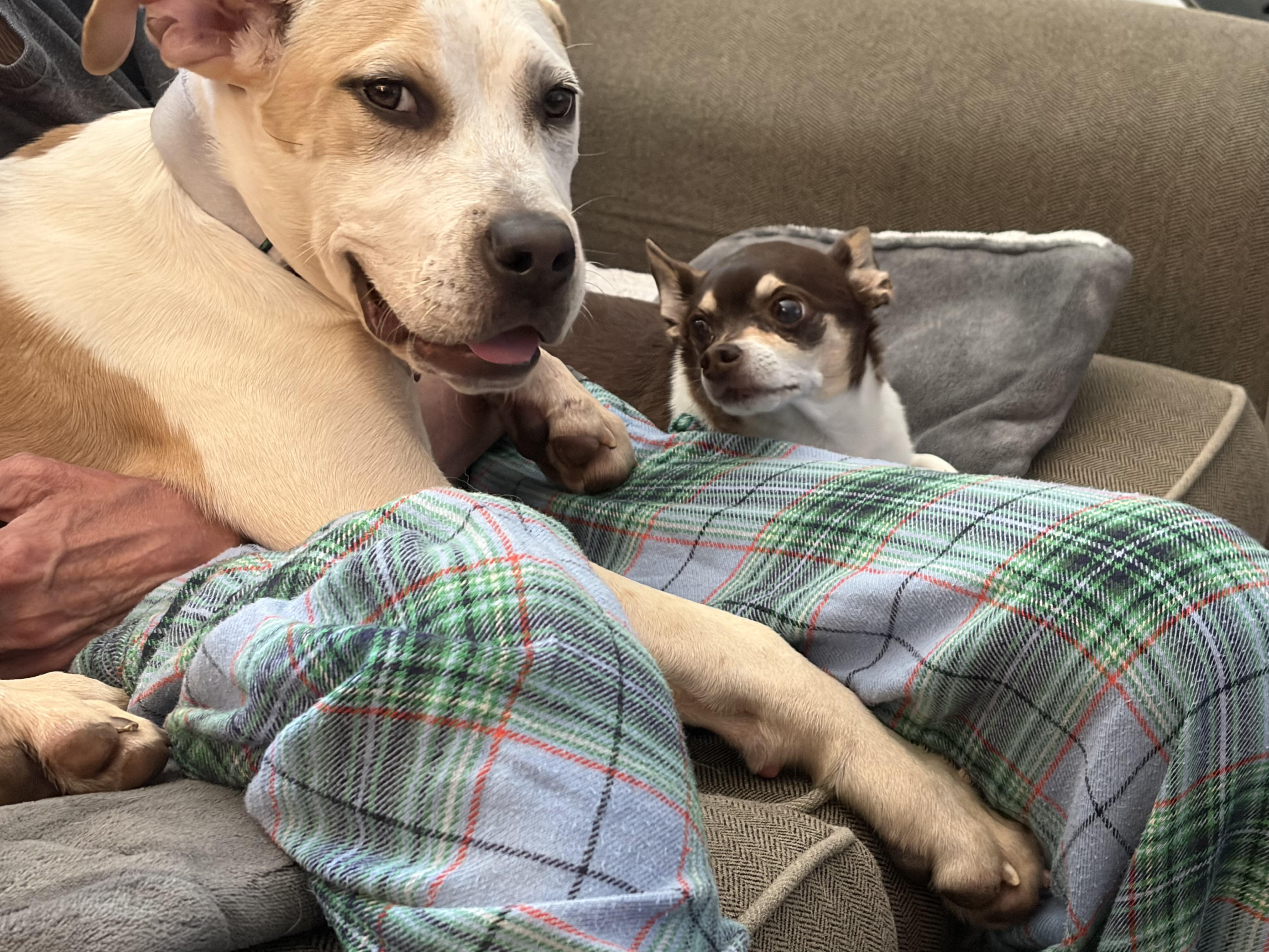 Enlarge Zoey, a Adopted mixed breed in Pleasant Ridge, MI image 4/6